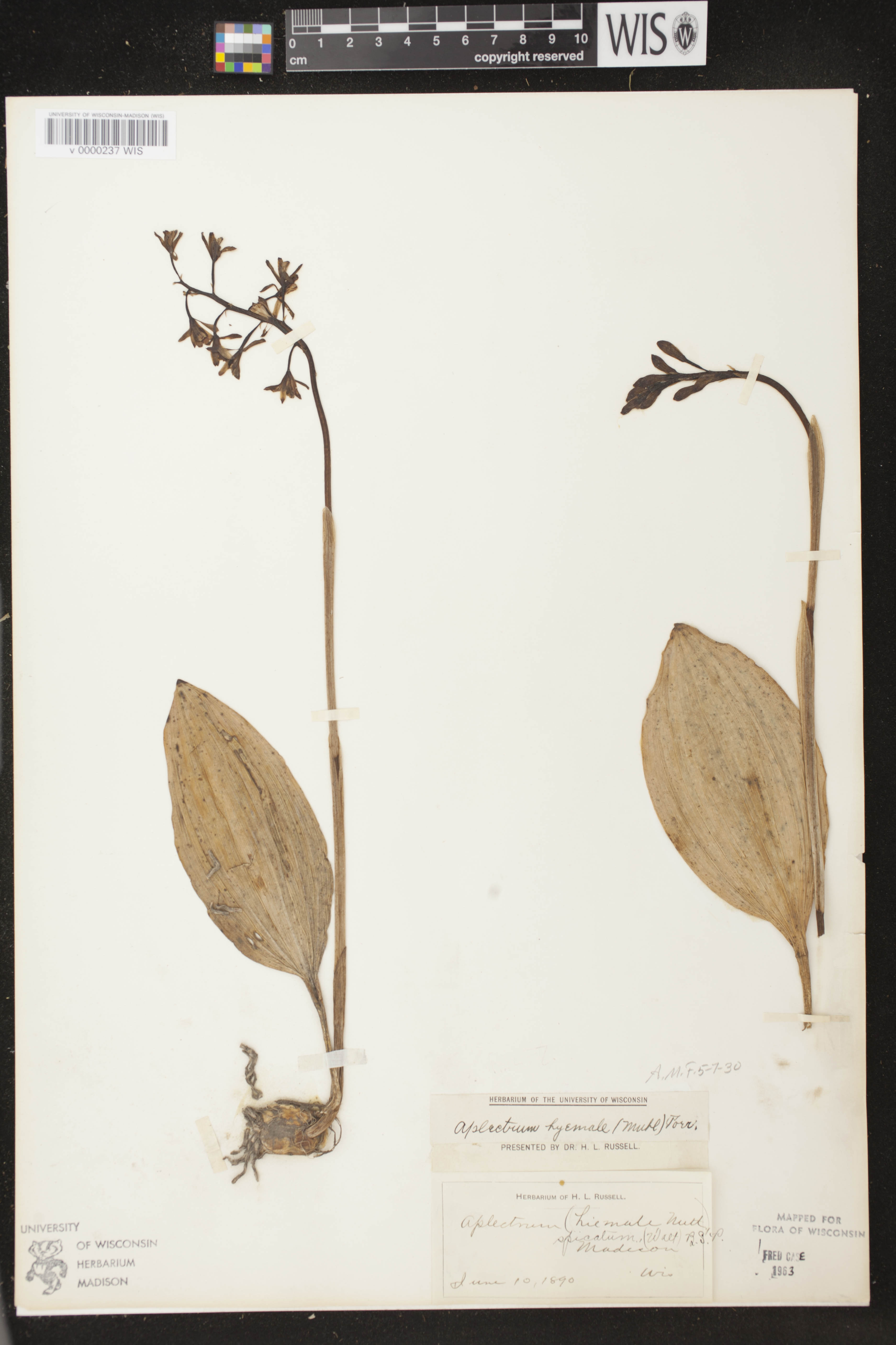 Aplectrum hyemale image