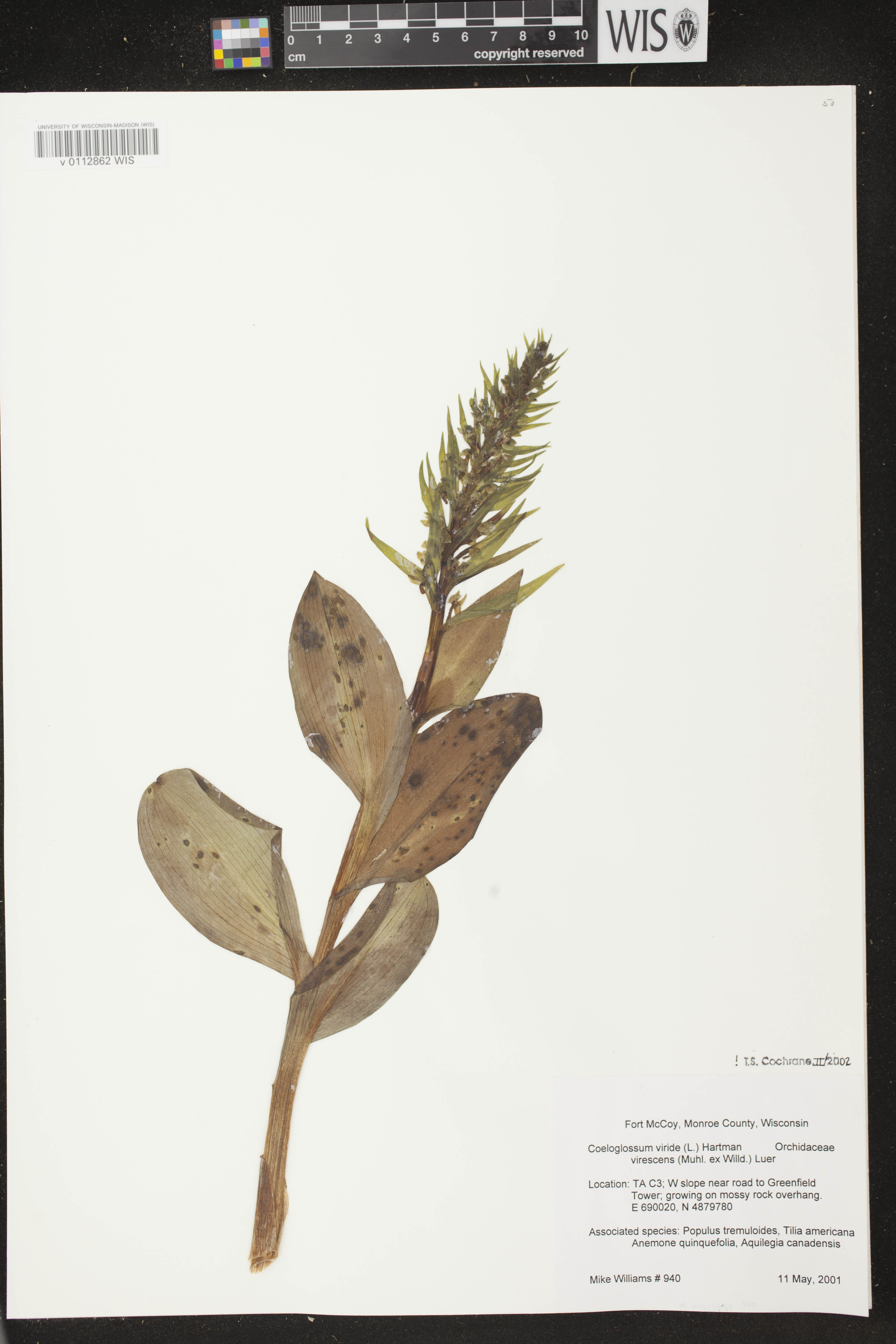 Coeloglossum viride var. virescens image