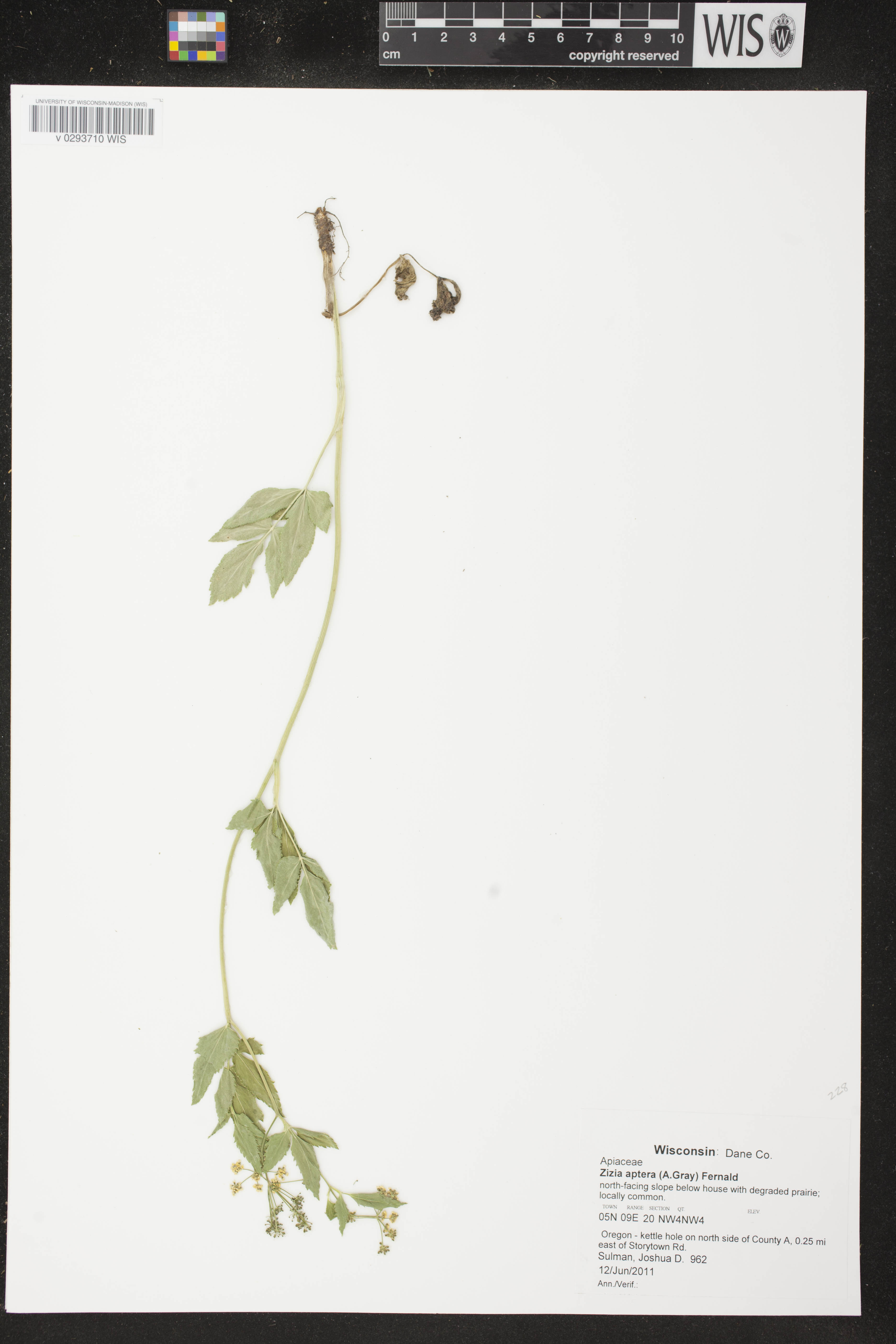Zizia aptera image