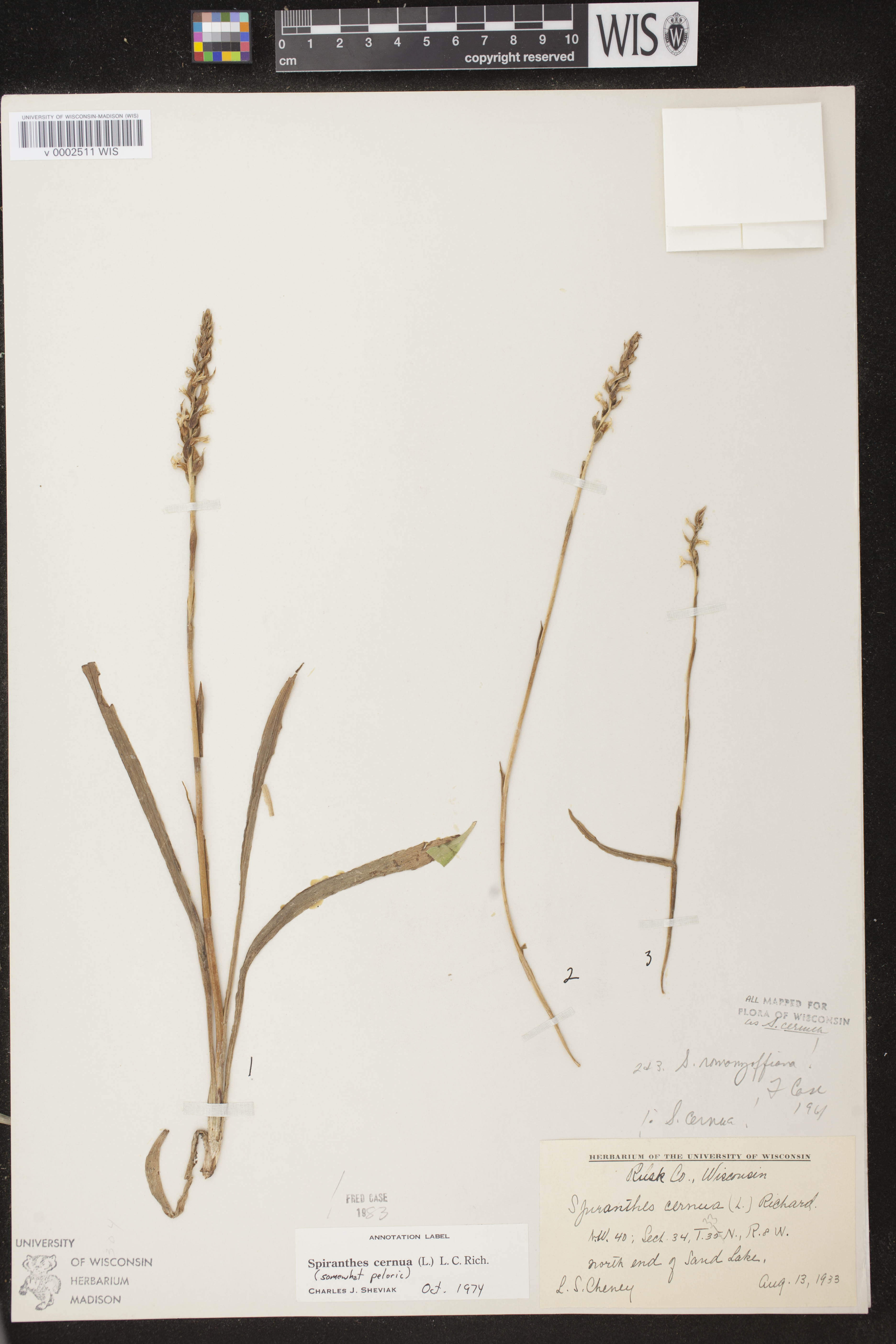 Spiranthes cernua image