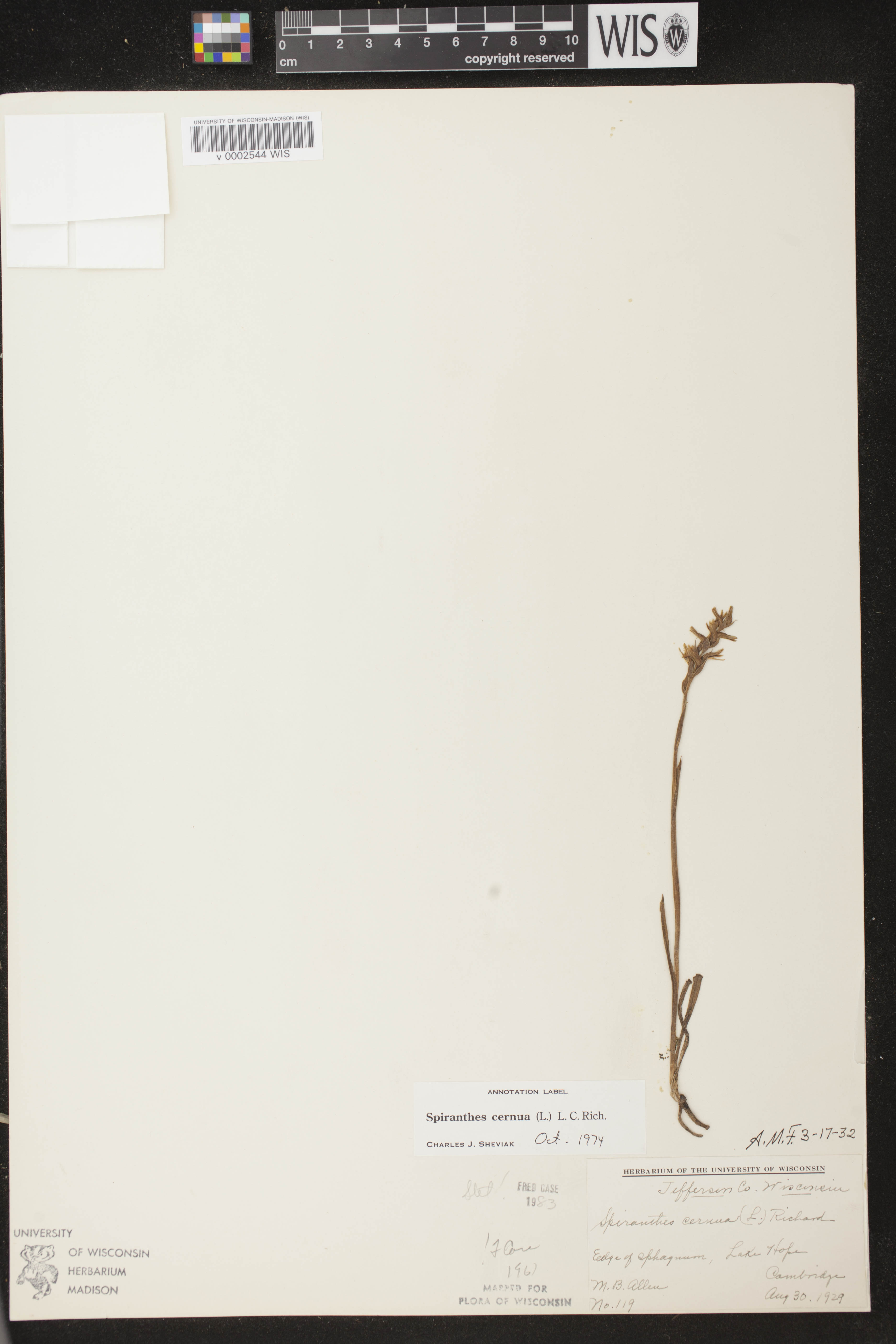 Spiranthes cernua image