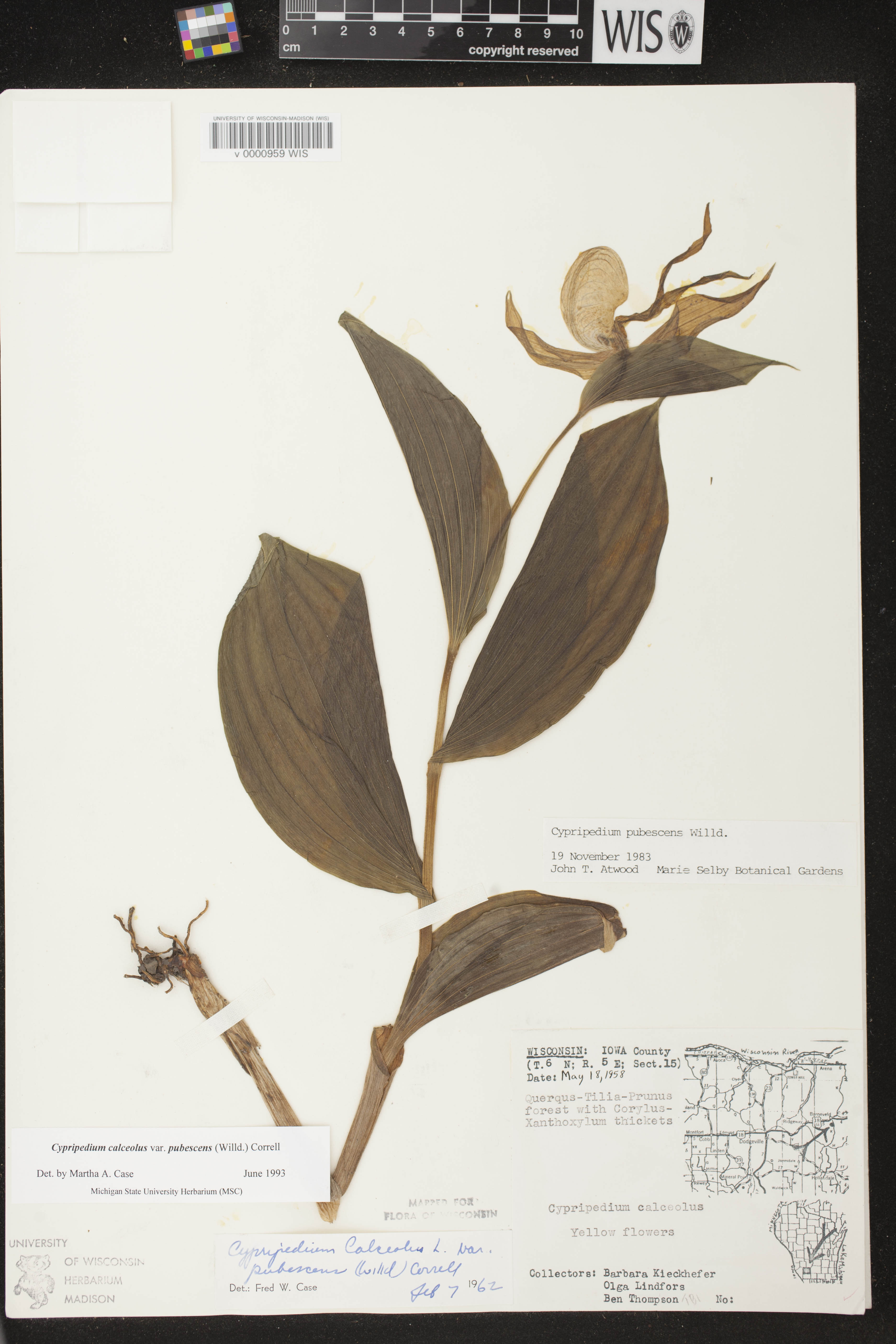 Cypripedium parviflorum var. pubescens image
