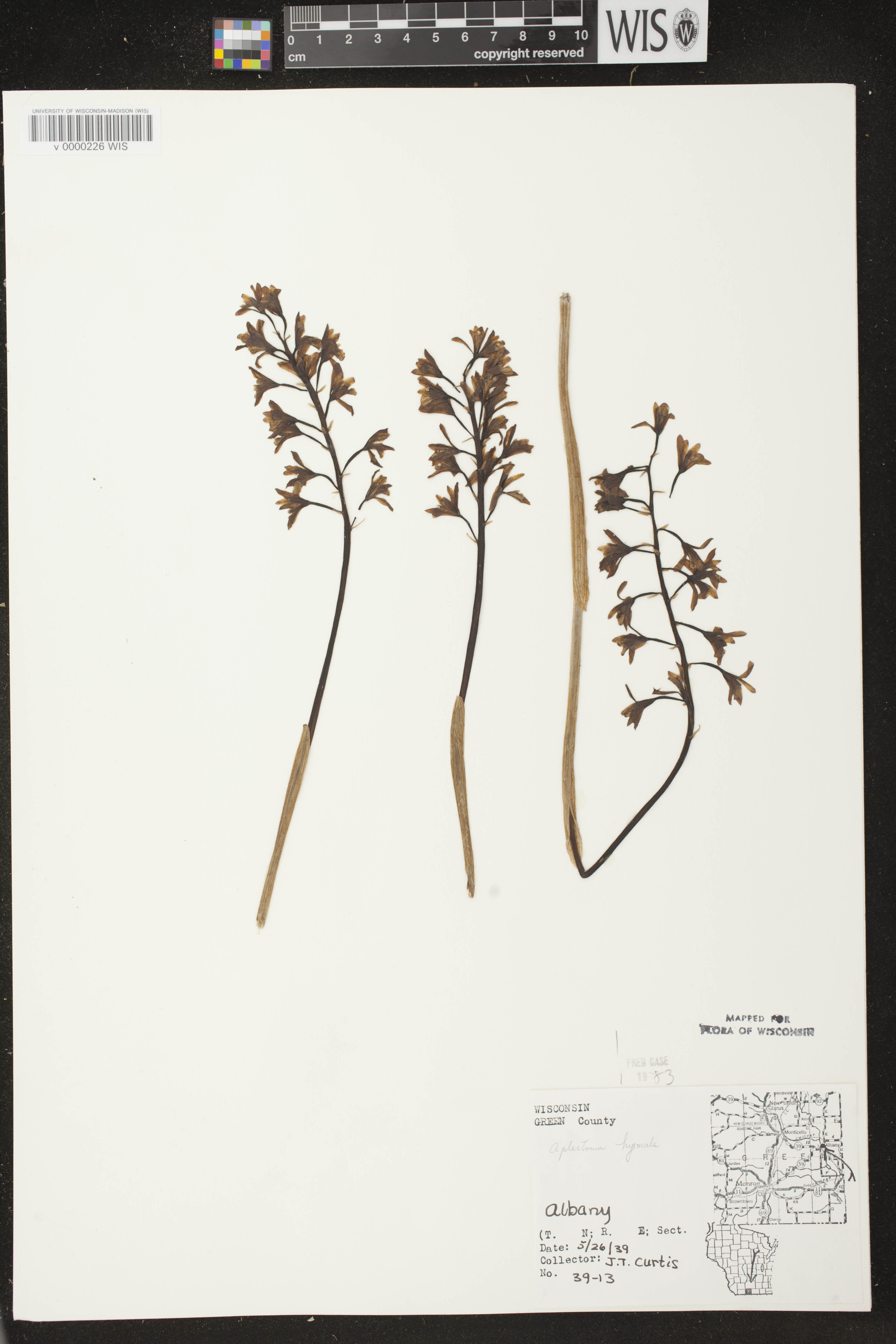 Aplectrum hyemale image