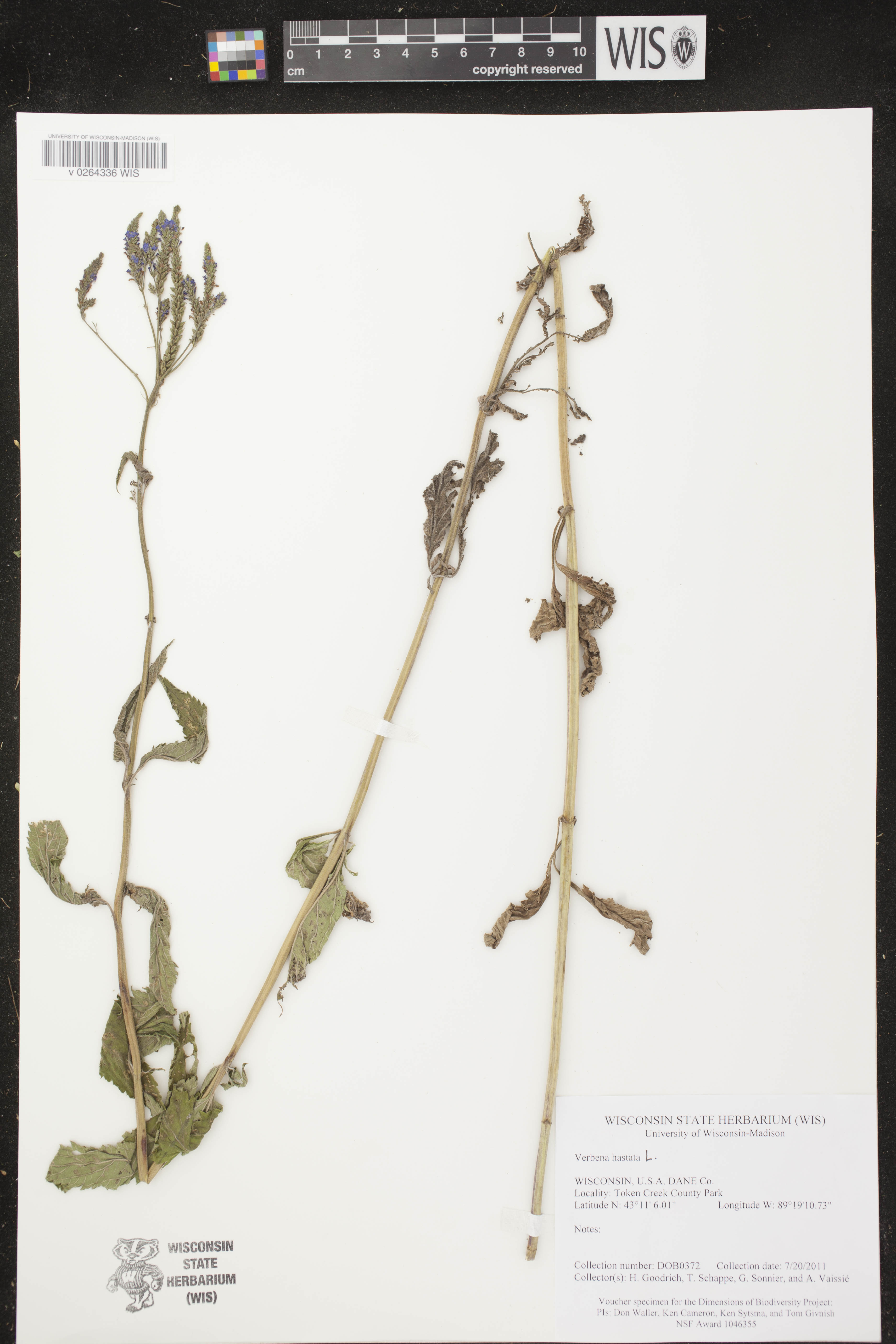 Verbena hastata image