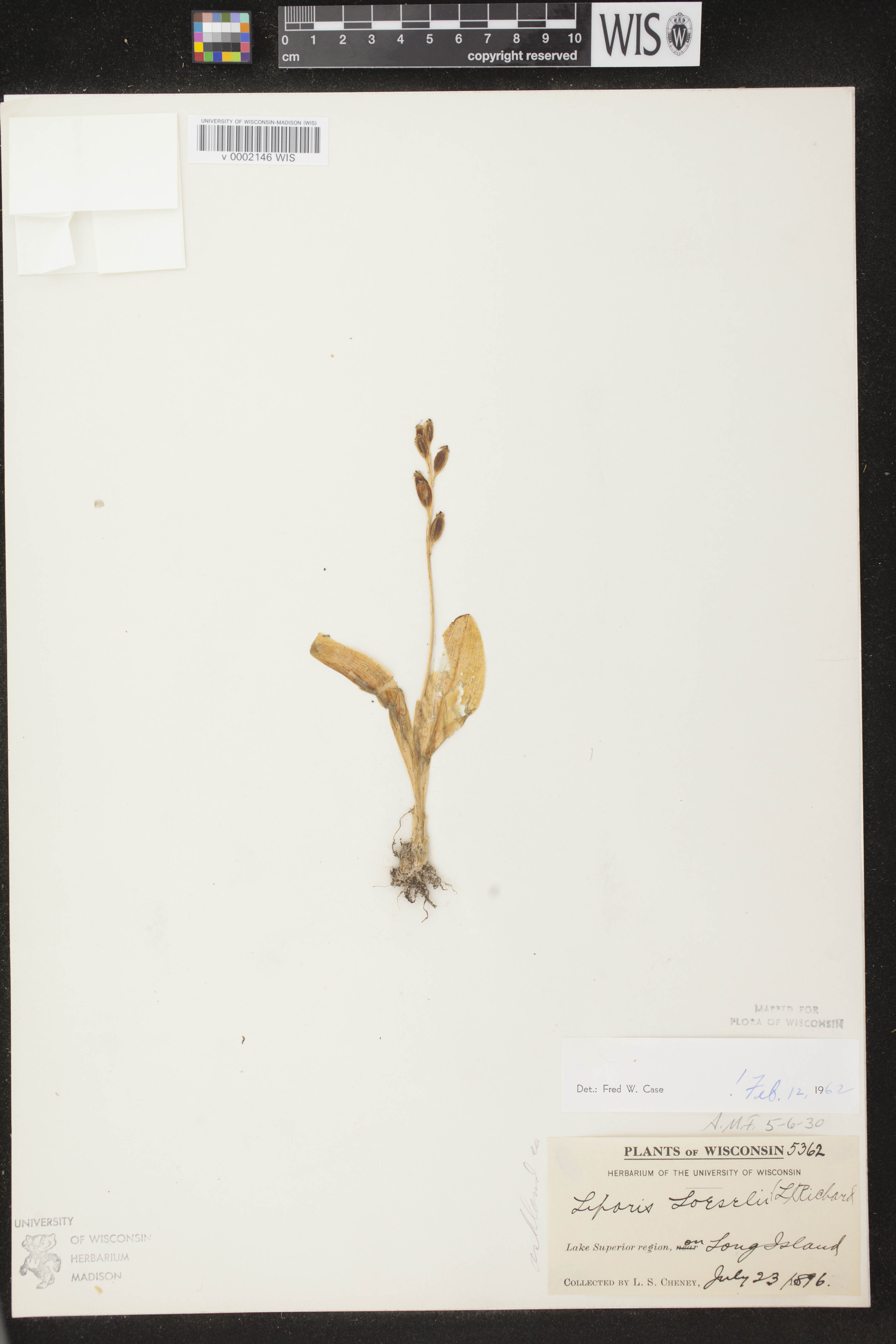 Liparis loeselii image