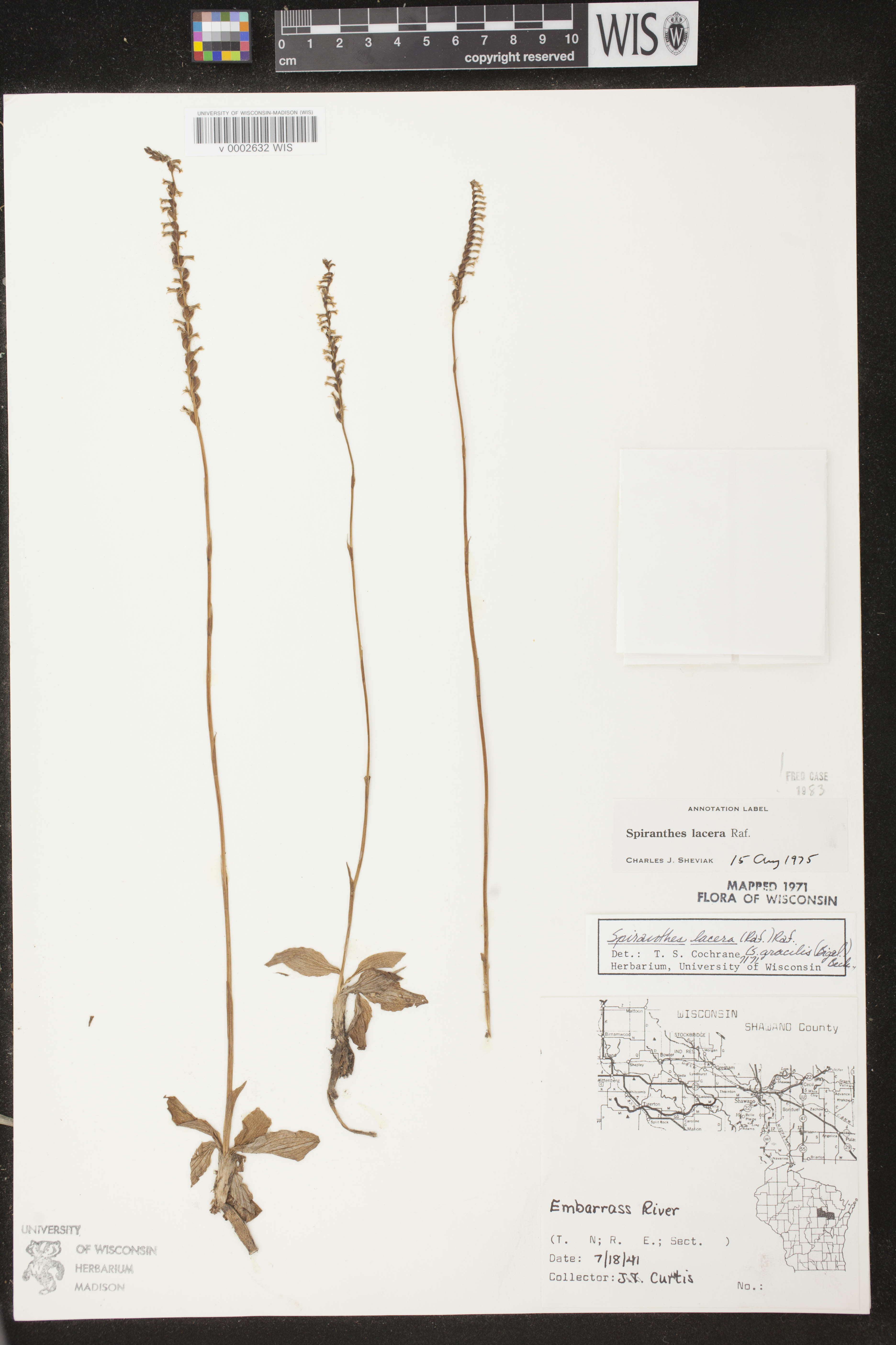 Spiranthes lacera var. lacera image