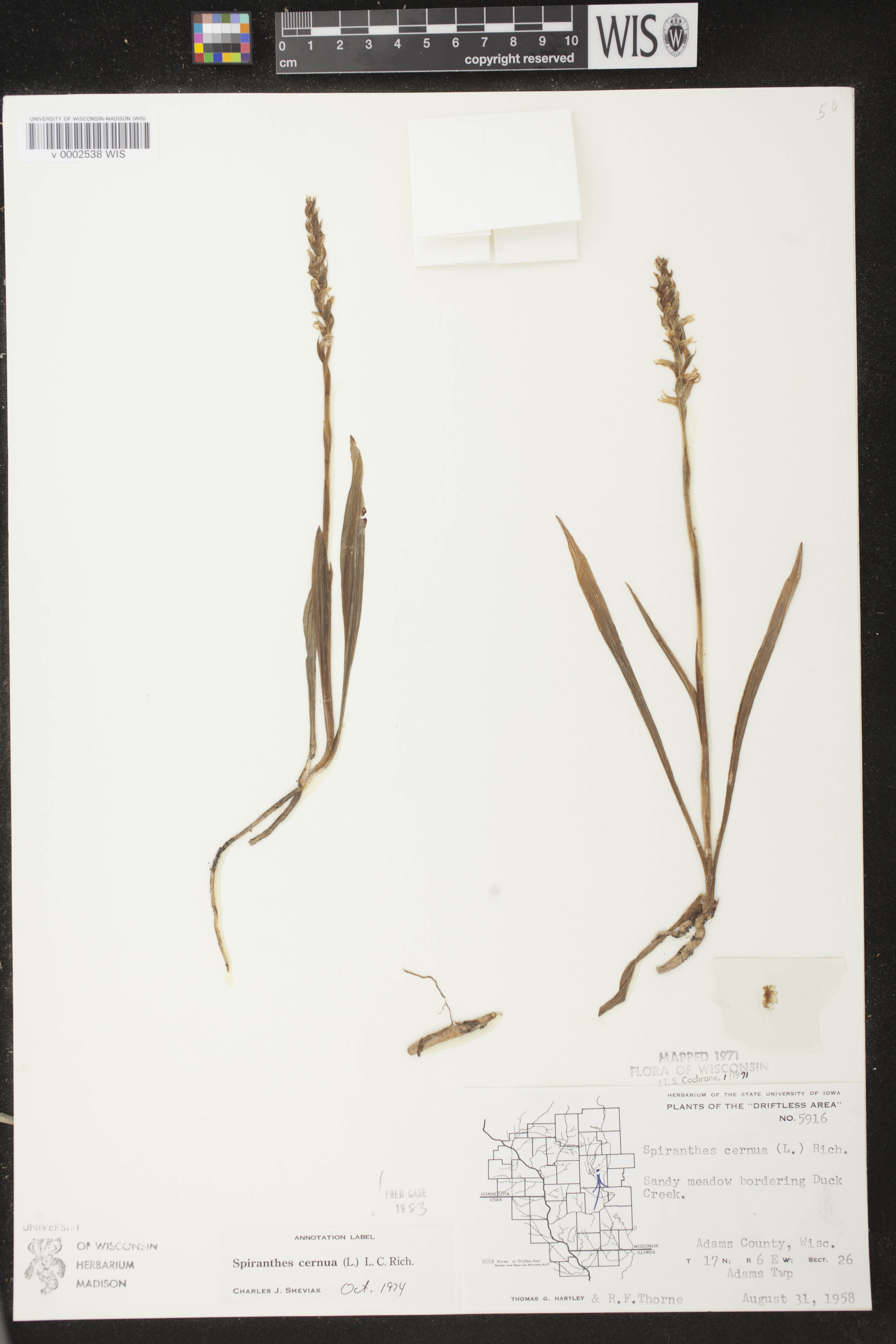 Spiranthes cernua image