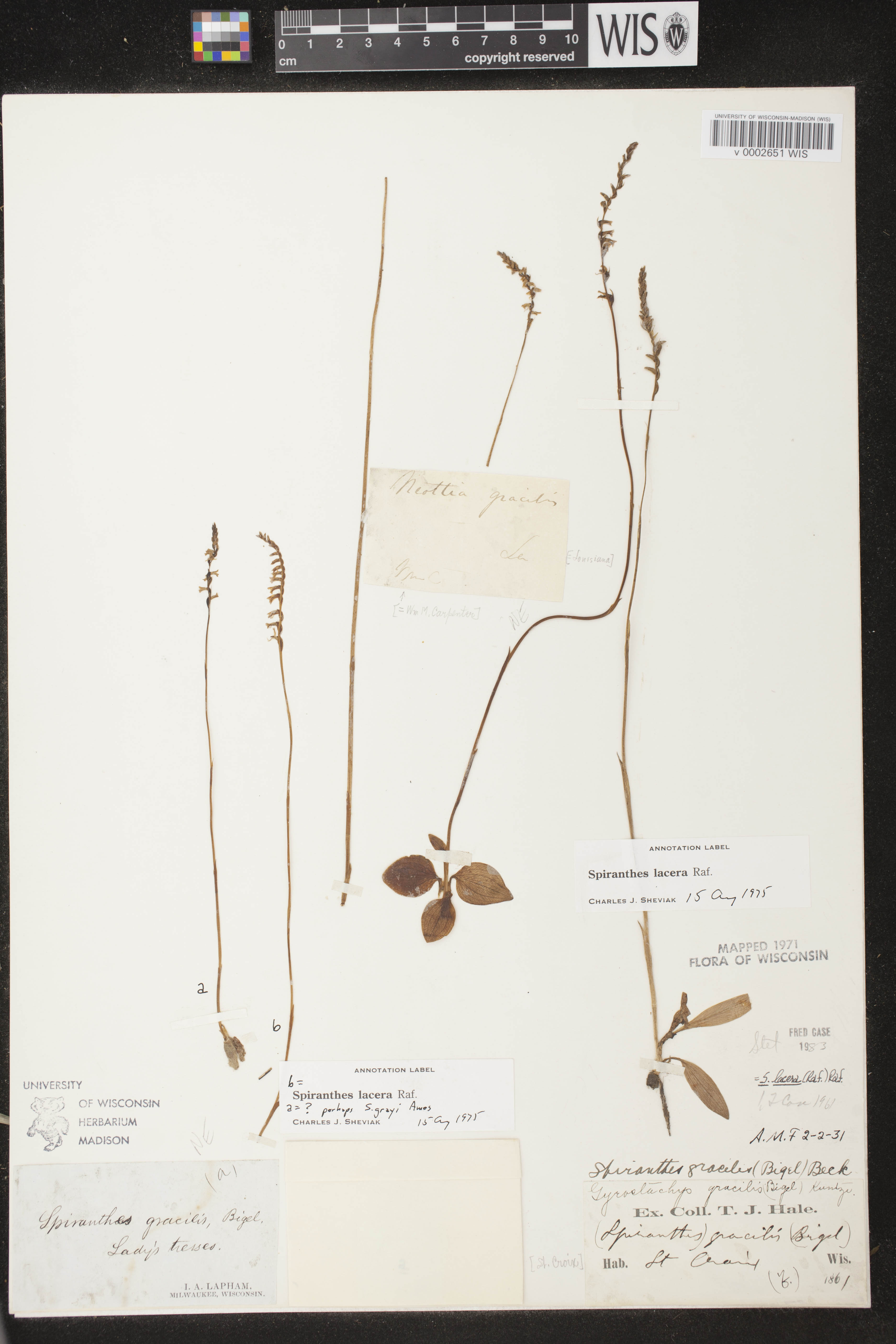 Spiranthes lacera var. lacera image