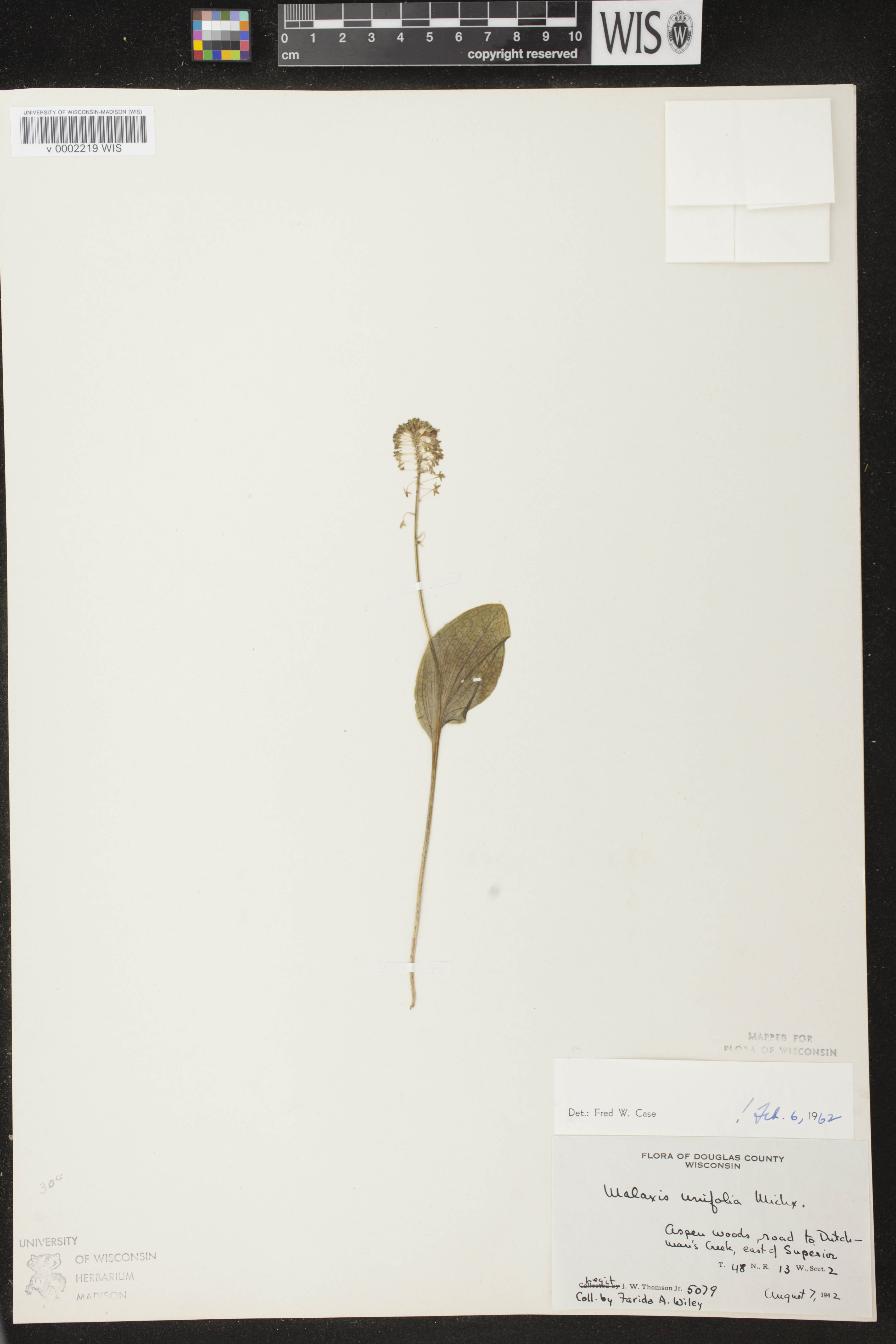 Malaxis unifolia image