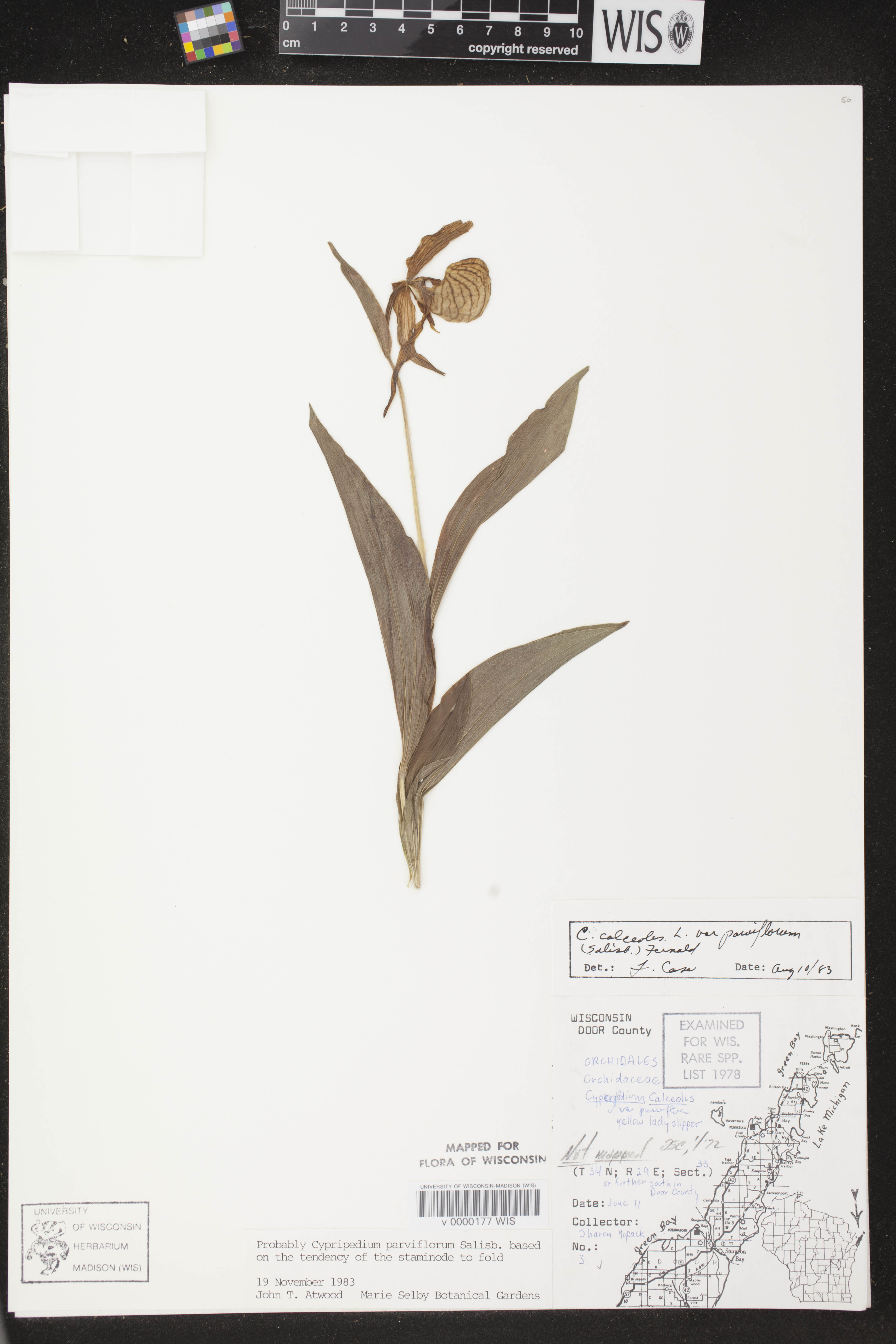 Cypripedium parviflorum var. makasin image