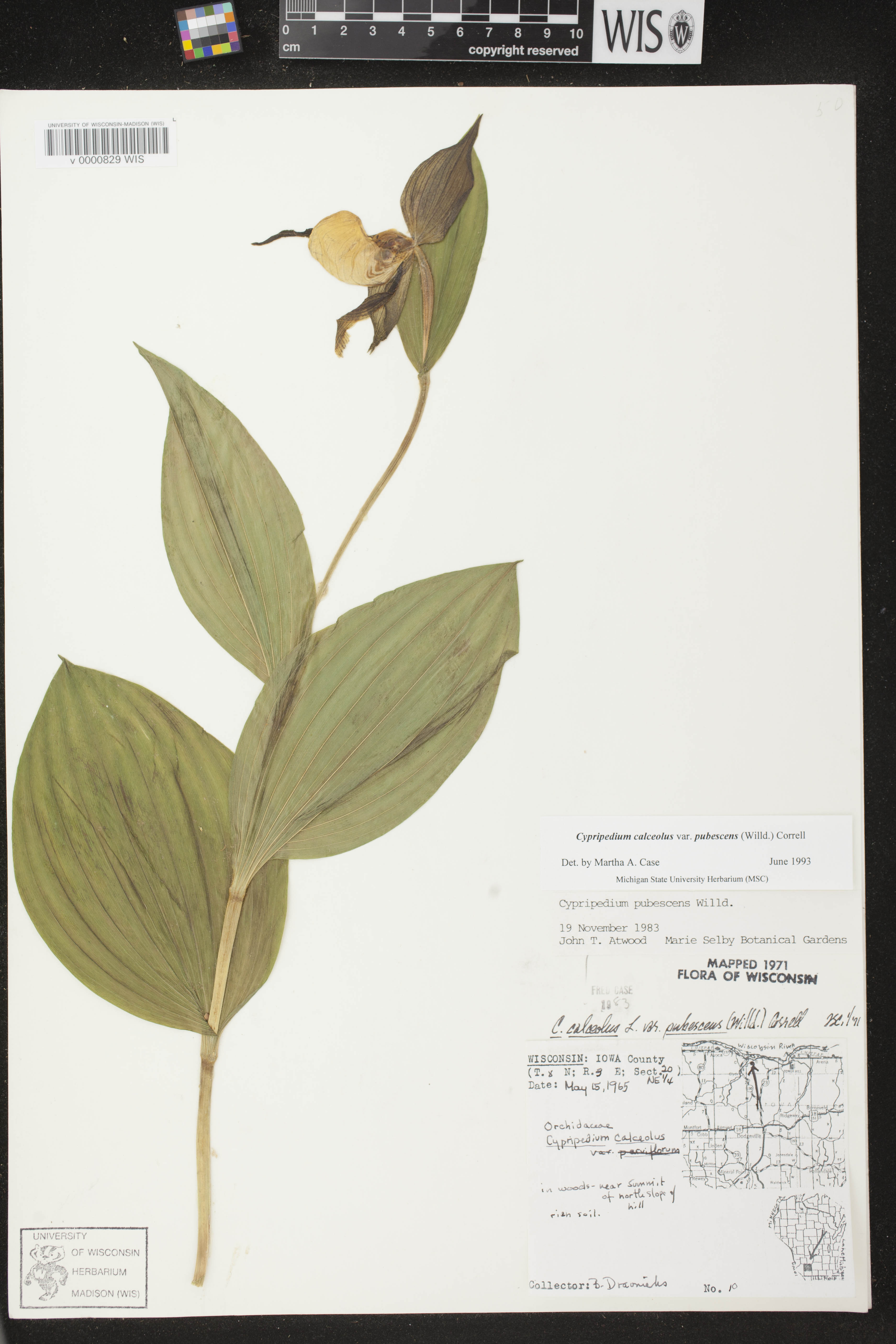 Cypripedium parviflorum var. pubescens image