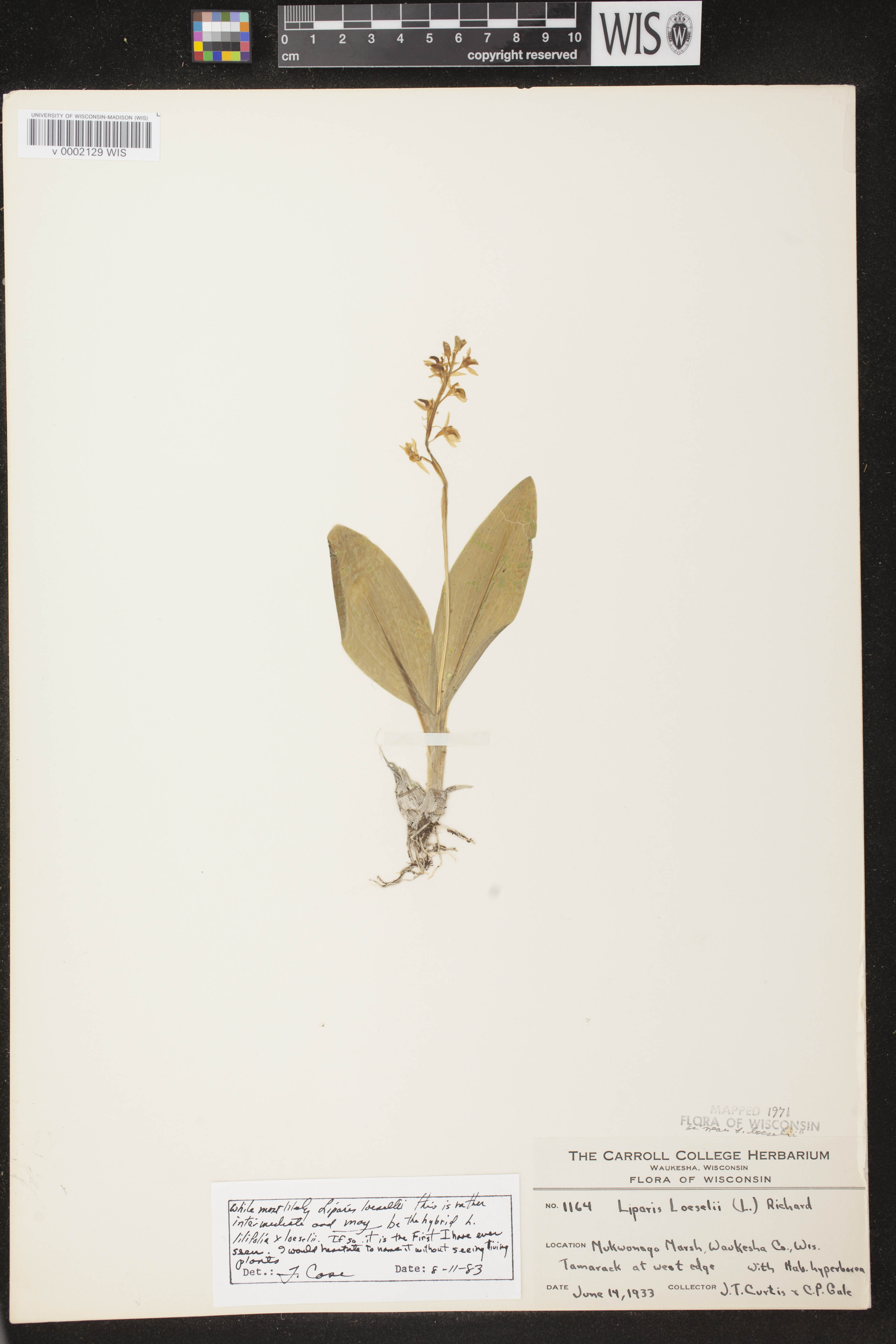 Liparis loeselii image