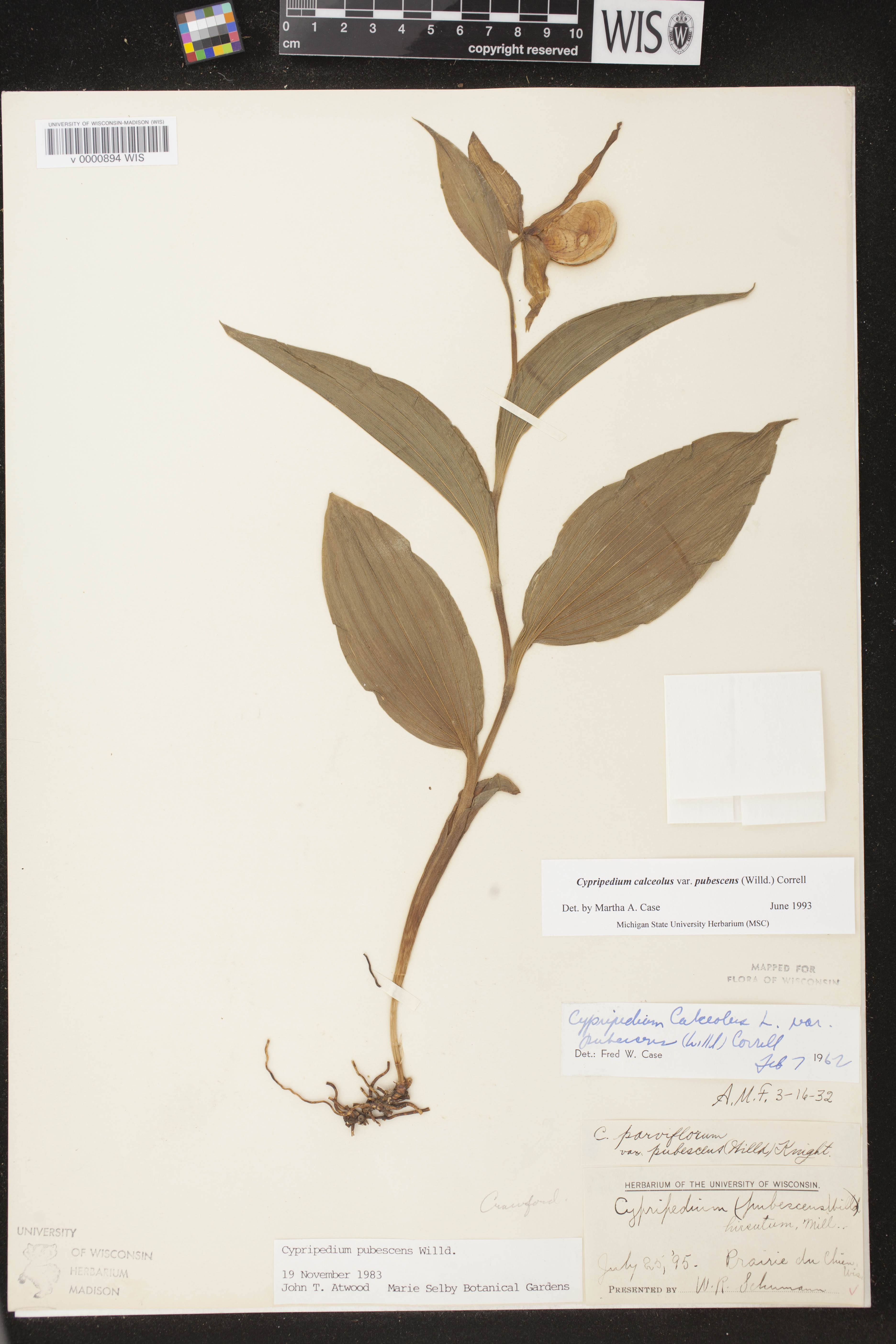 Cypripedium parviflorum var. pubescens image