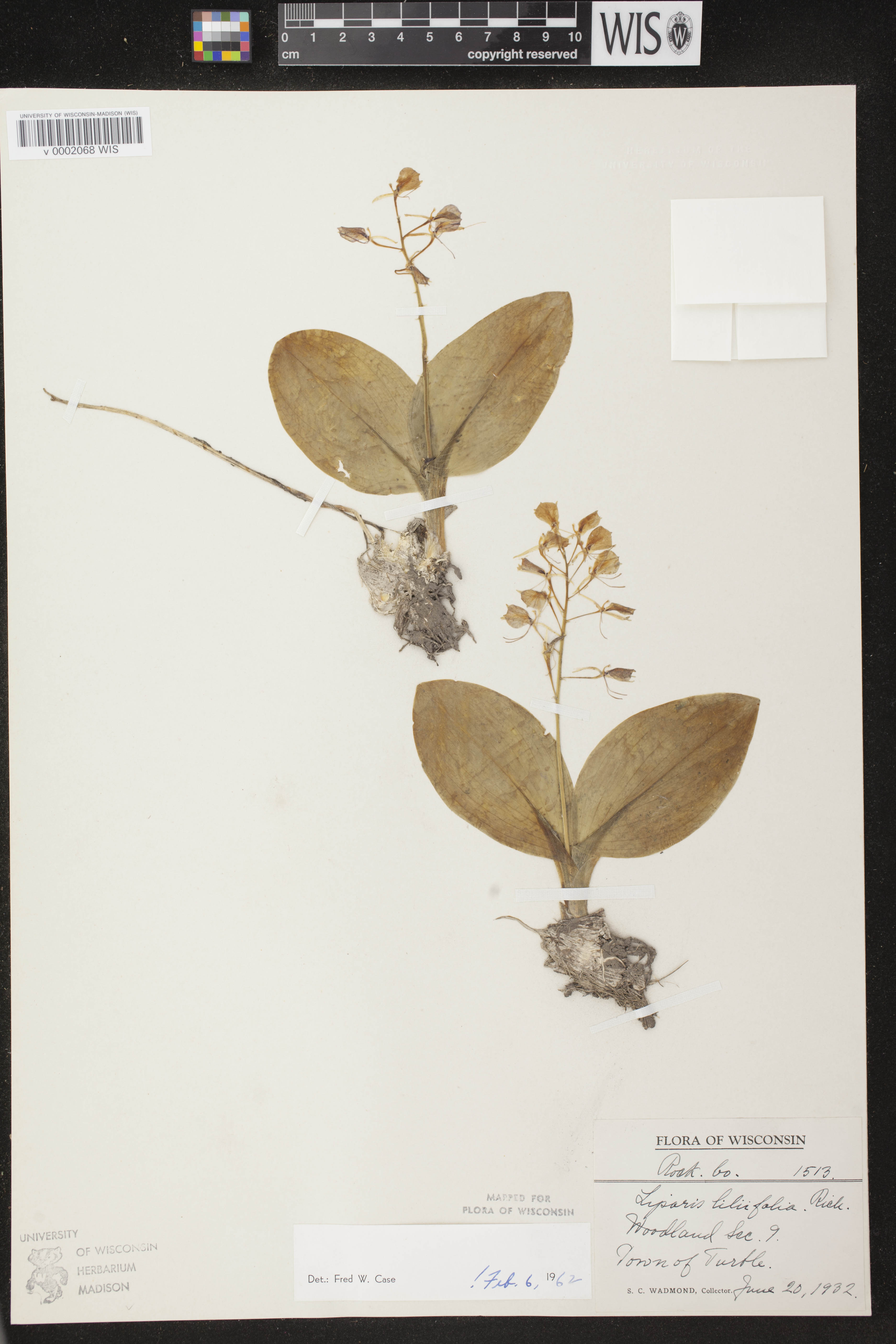 Liparis liliifolia image