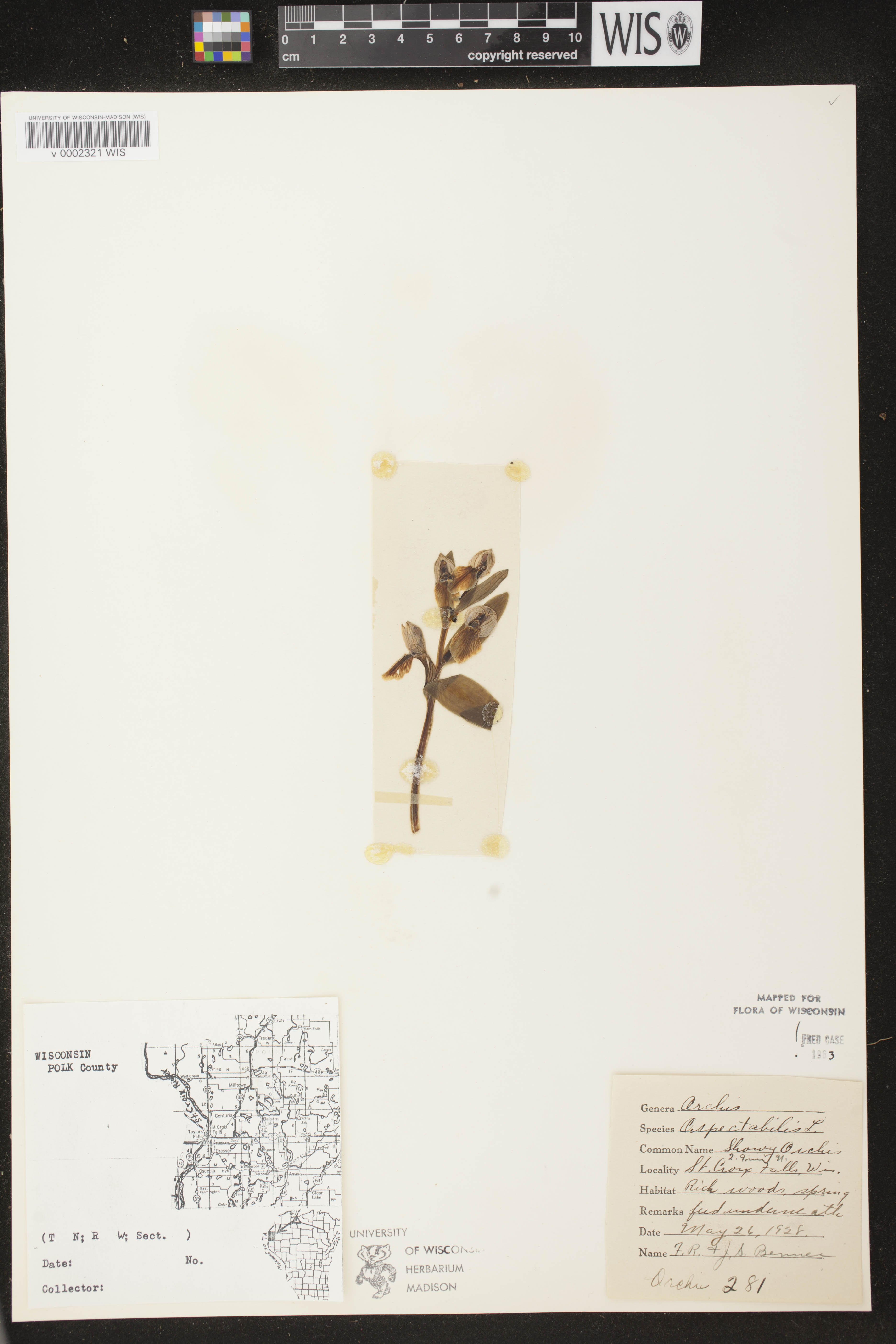 Galearis spectabilis image
