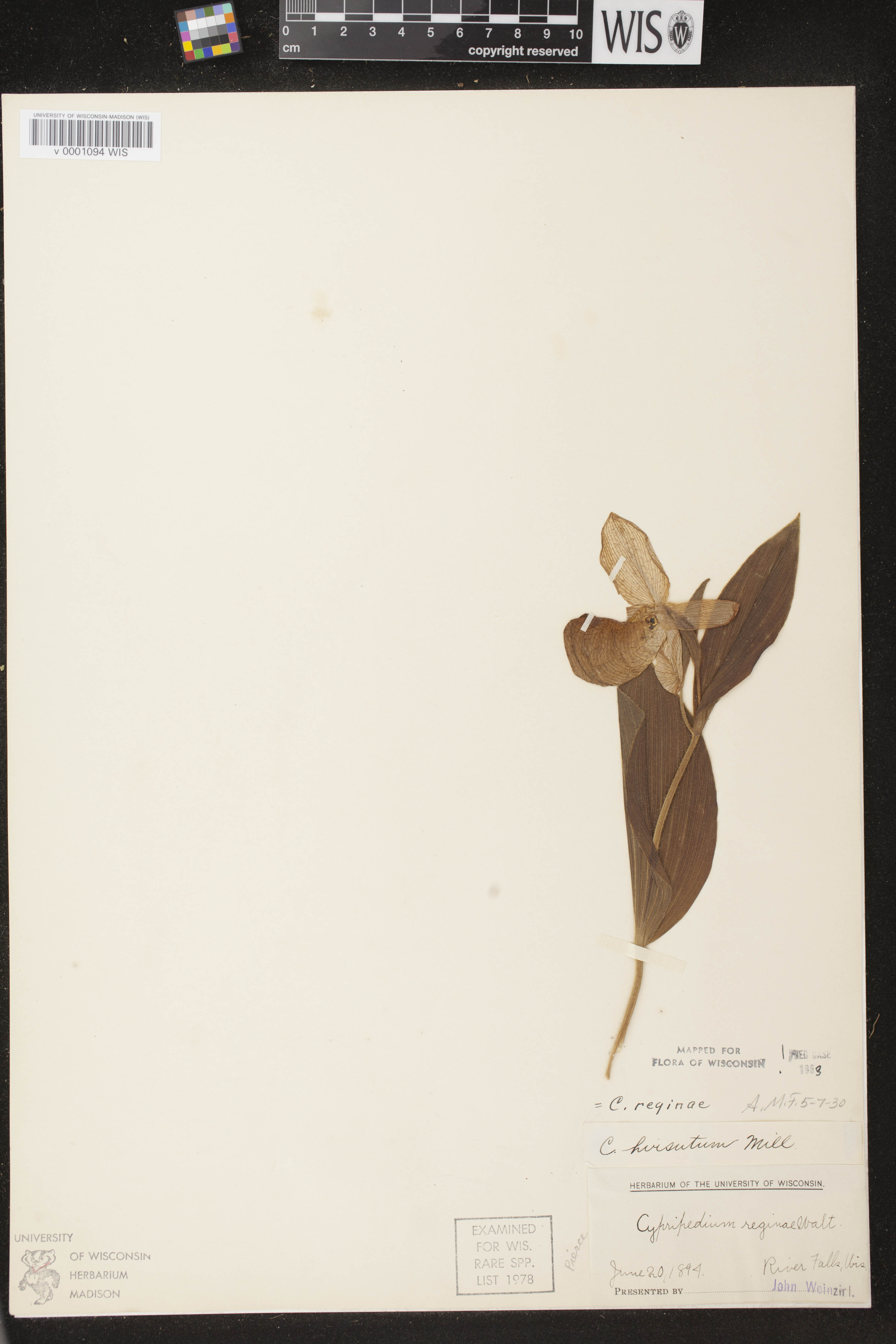 Cypripedium reginae image
