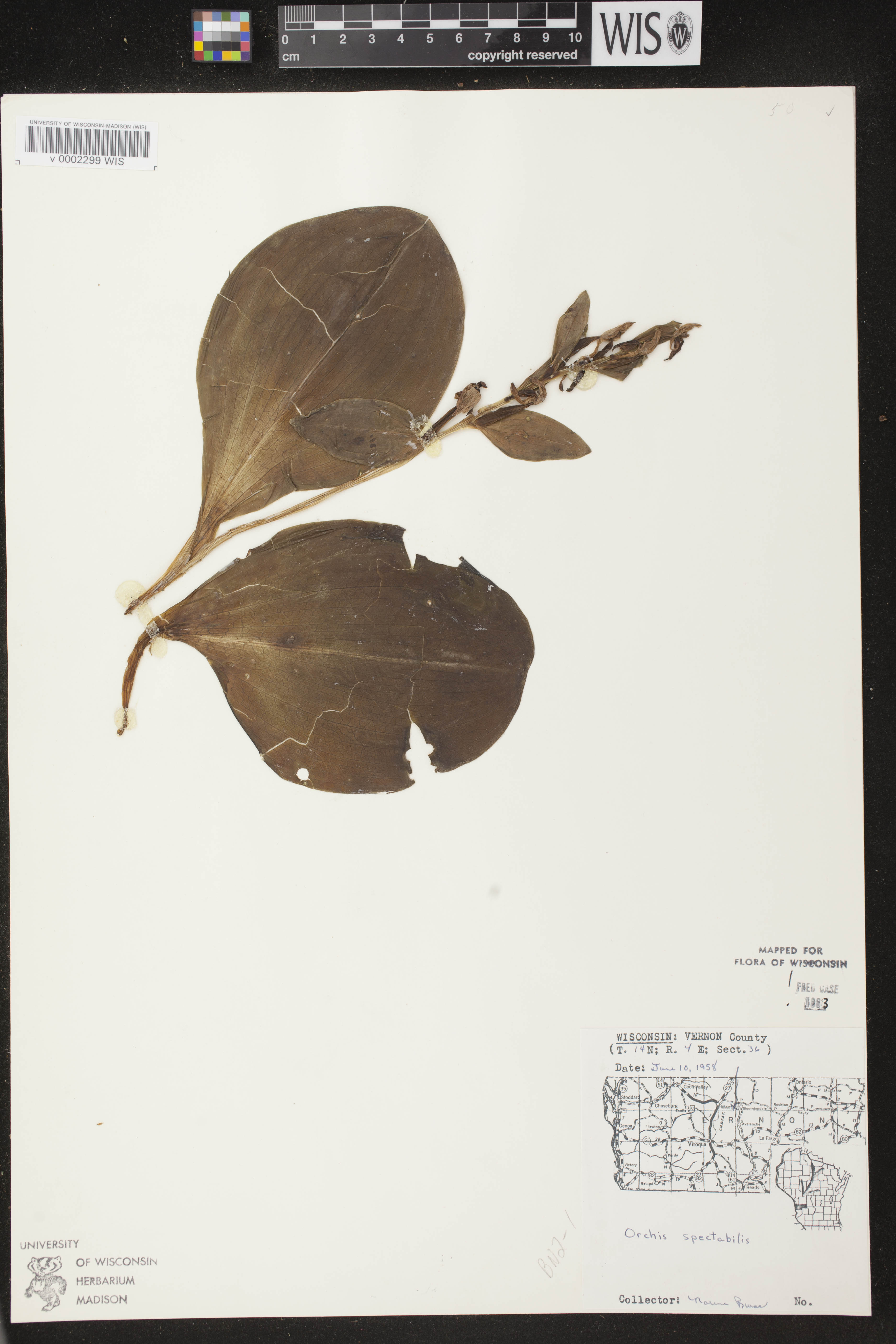 Galearis spectabilis image