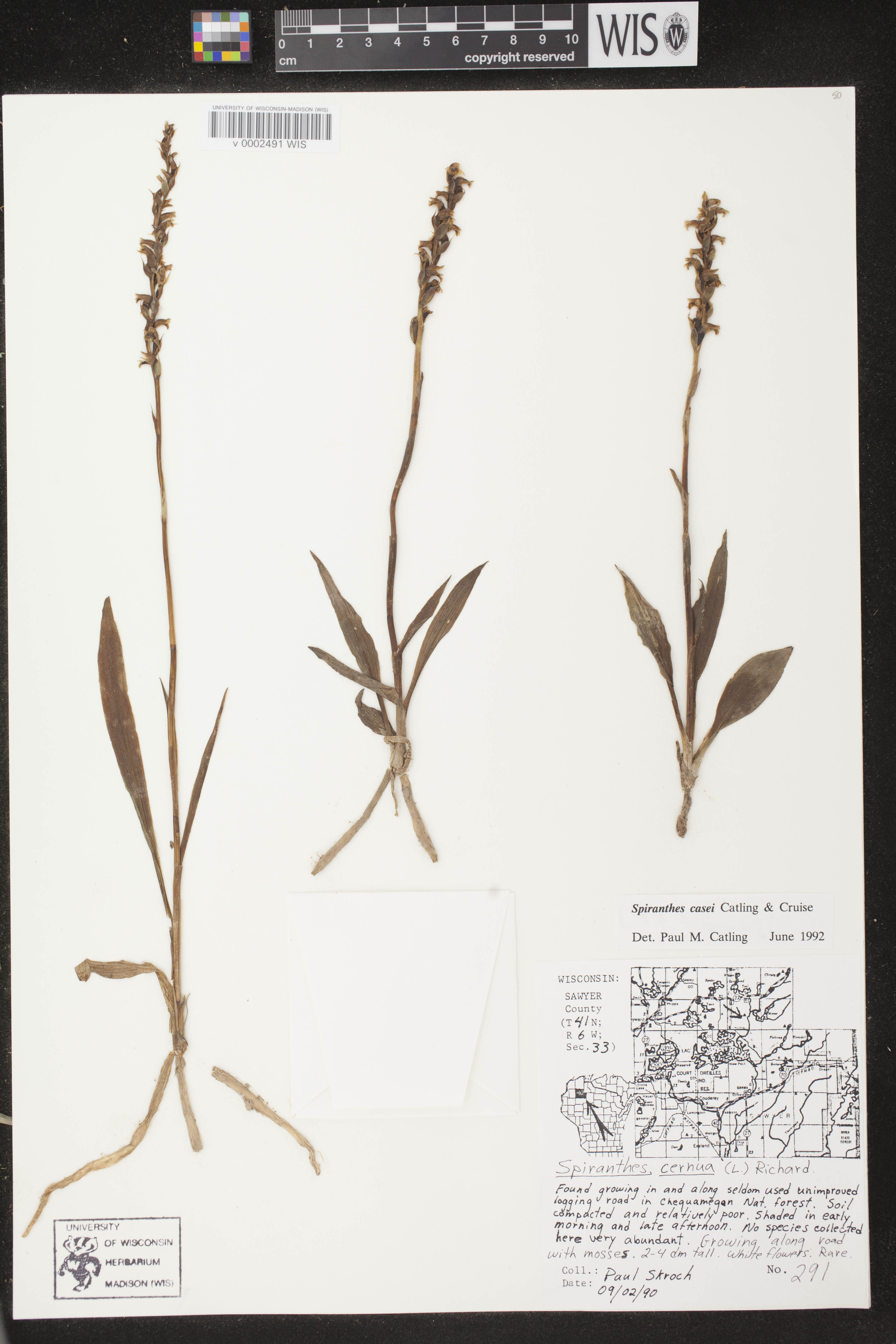 Spiranthes casei var. casei image