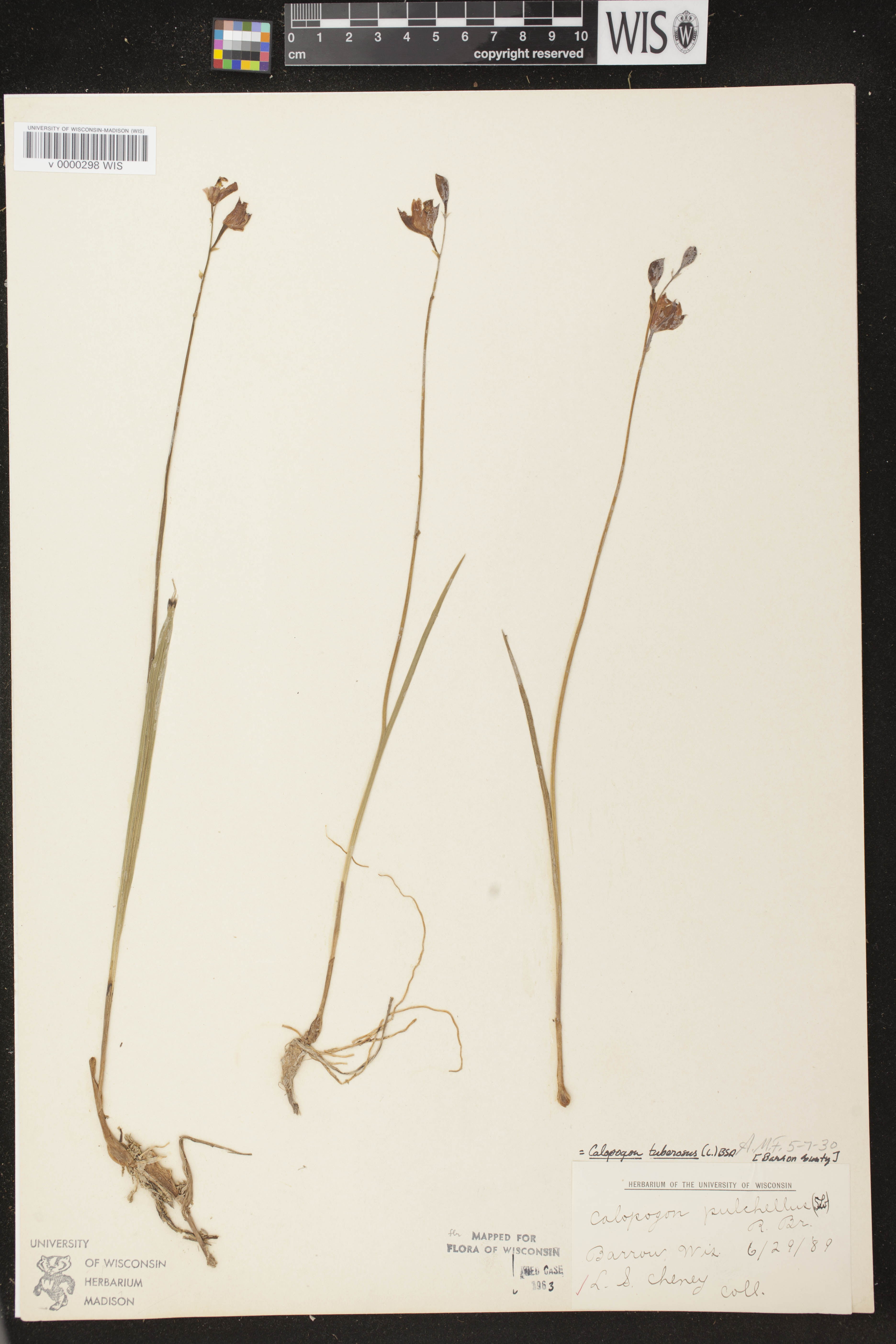 Calopogon tuberosus var. tuberosus image