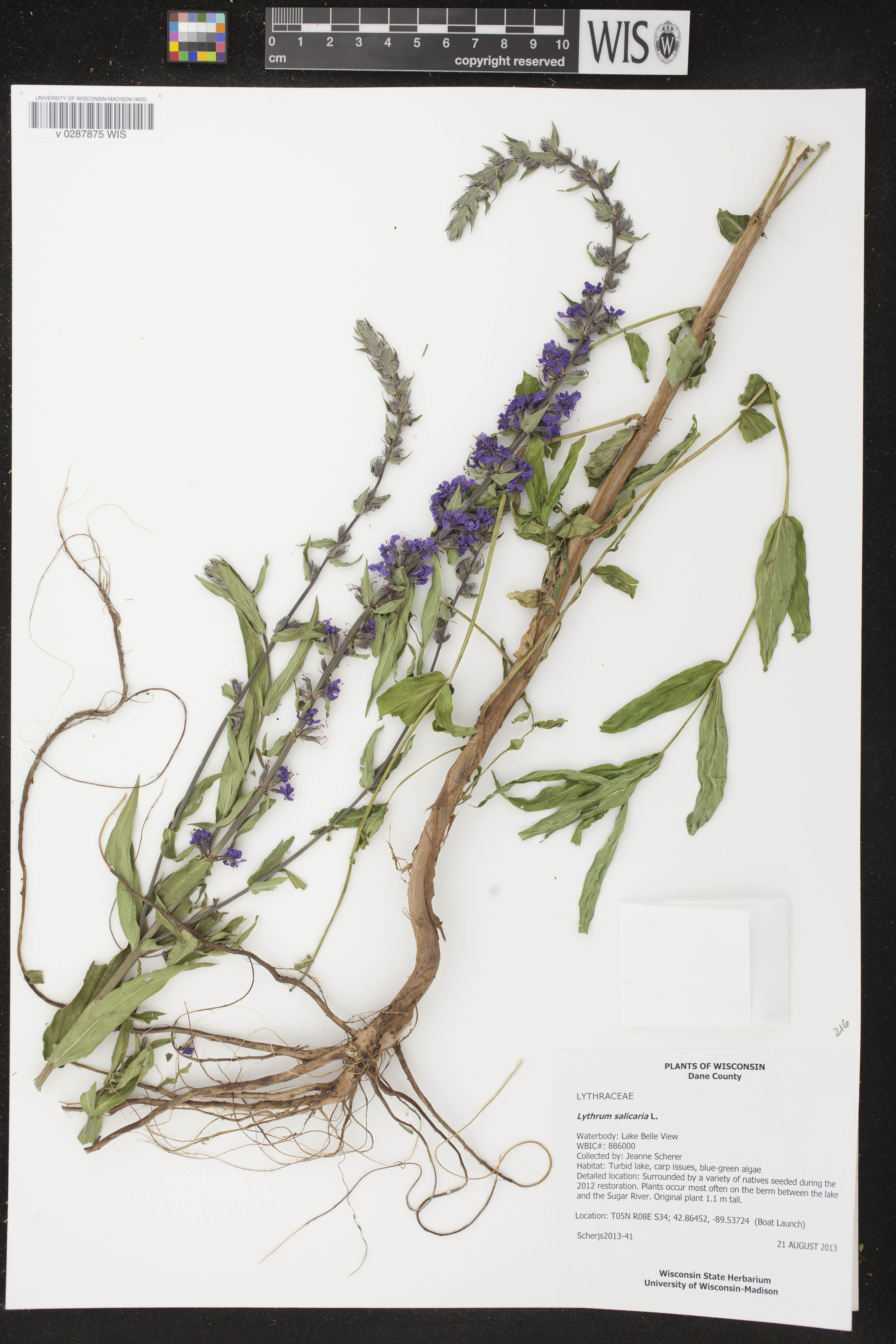 Lythrum salicaria image