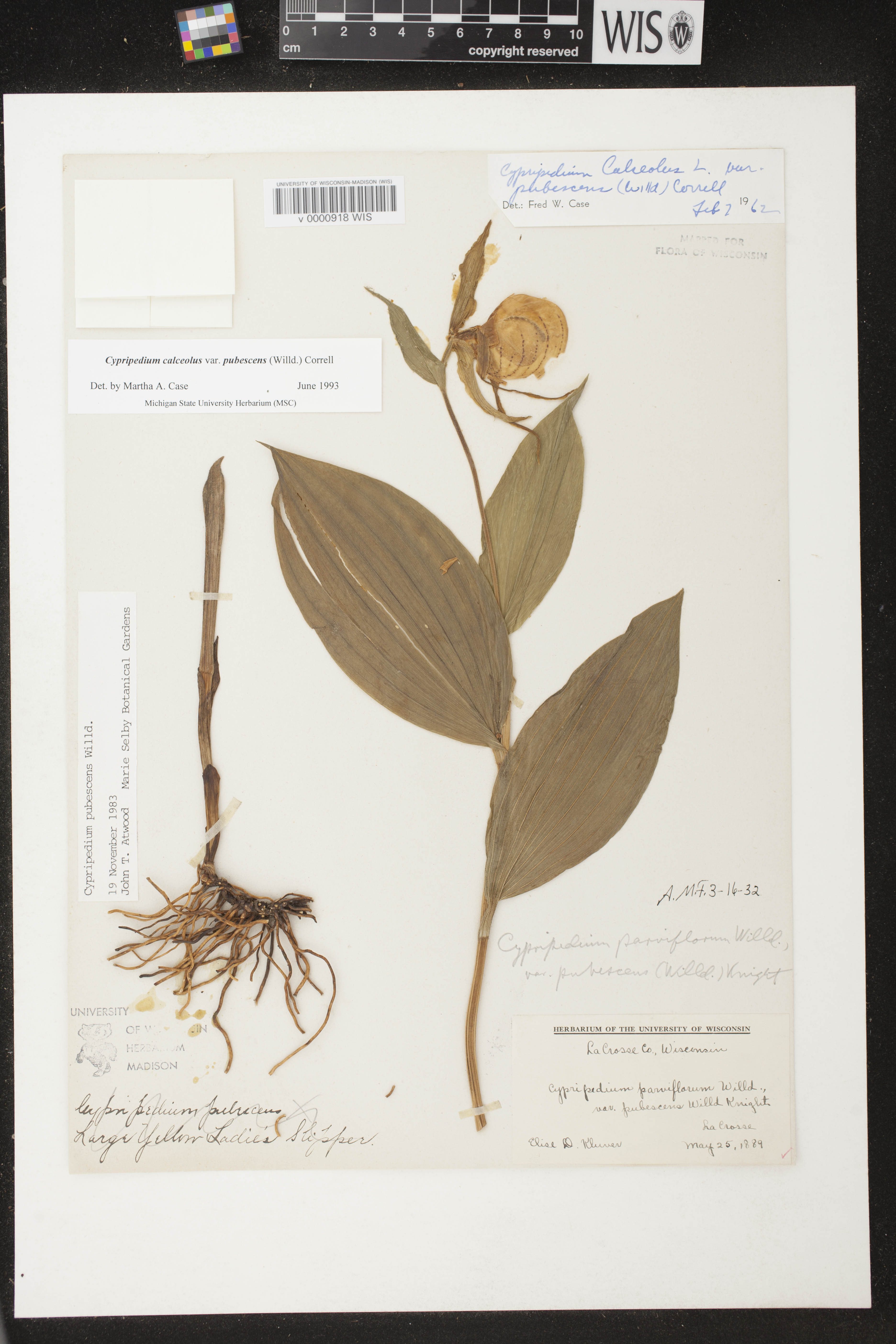 Cypripedium parviflorum var. pubescens image