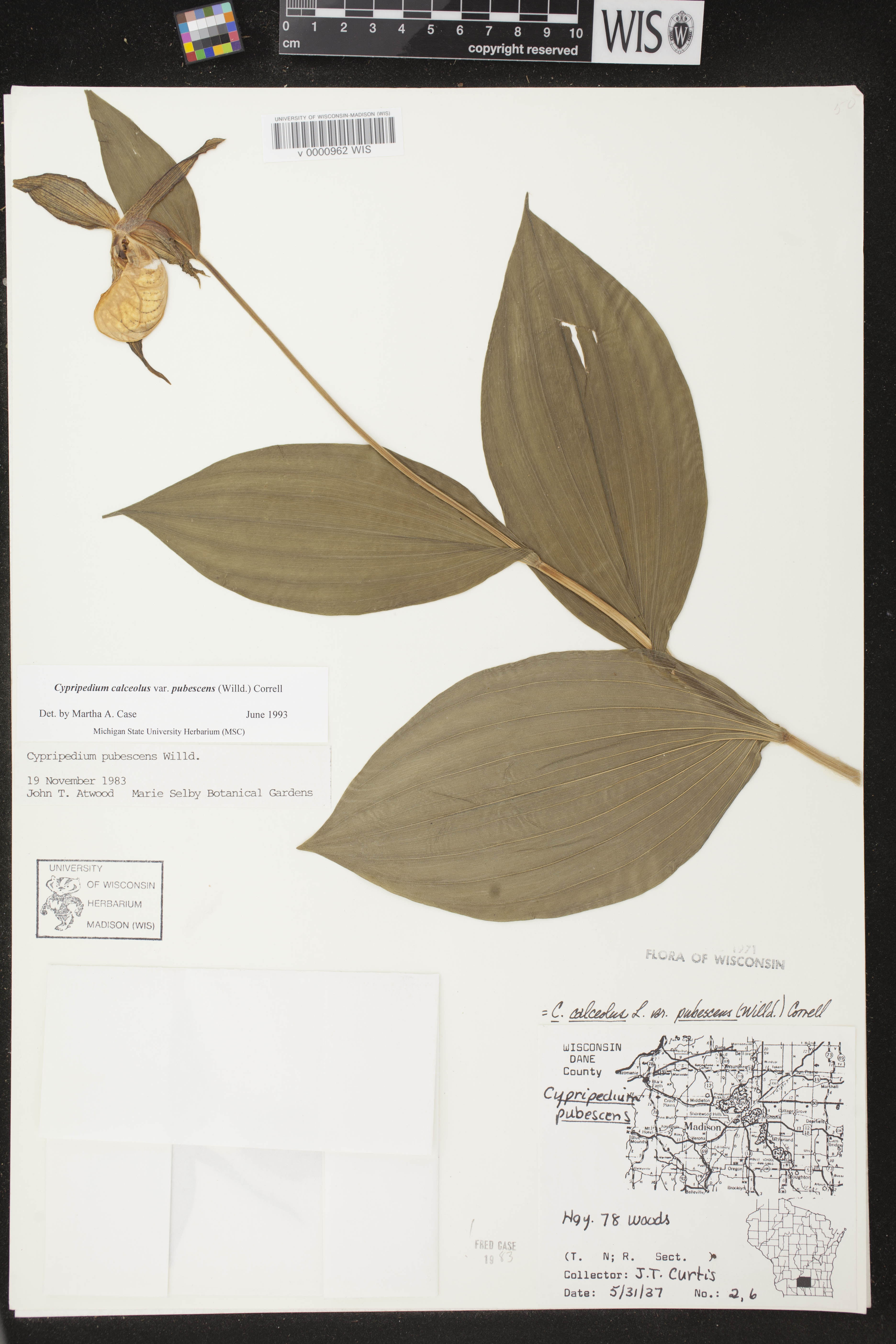 Cypripedium parviflorum var. pubescens image