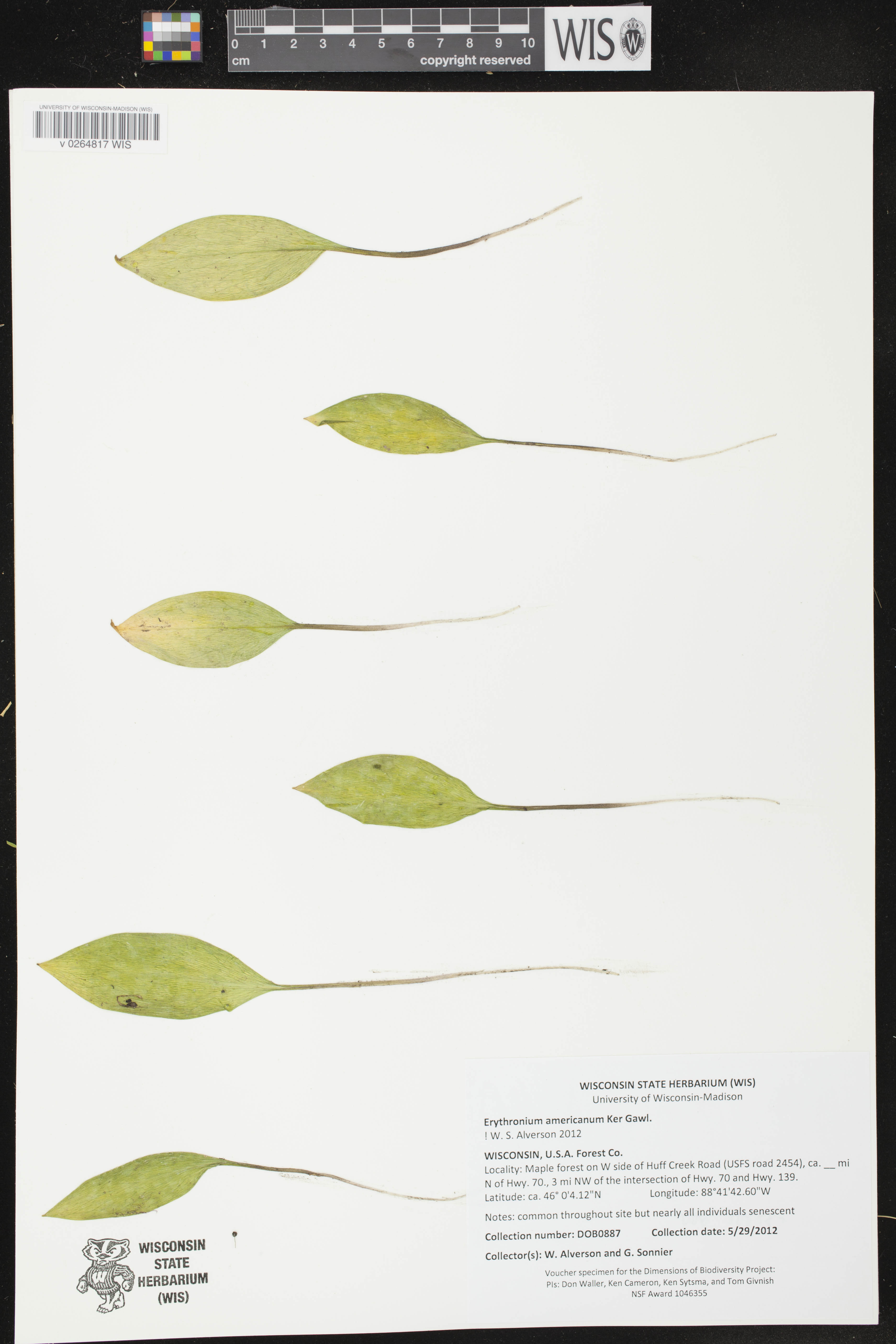 Erythronium americanum image