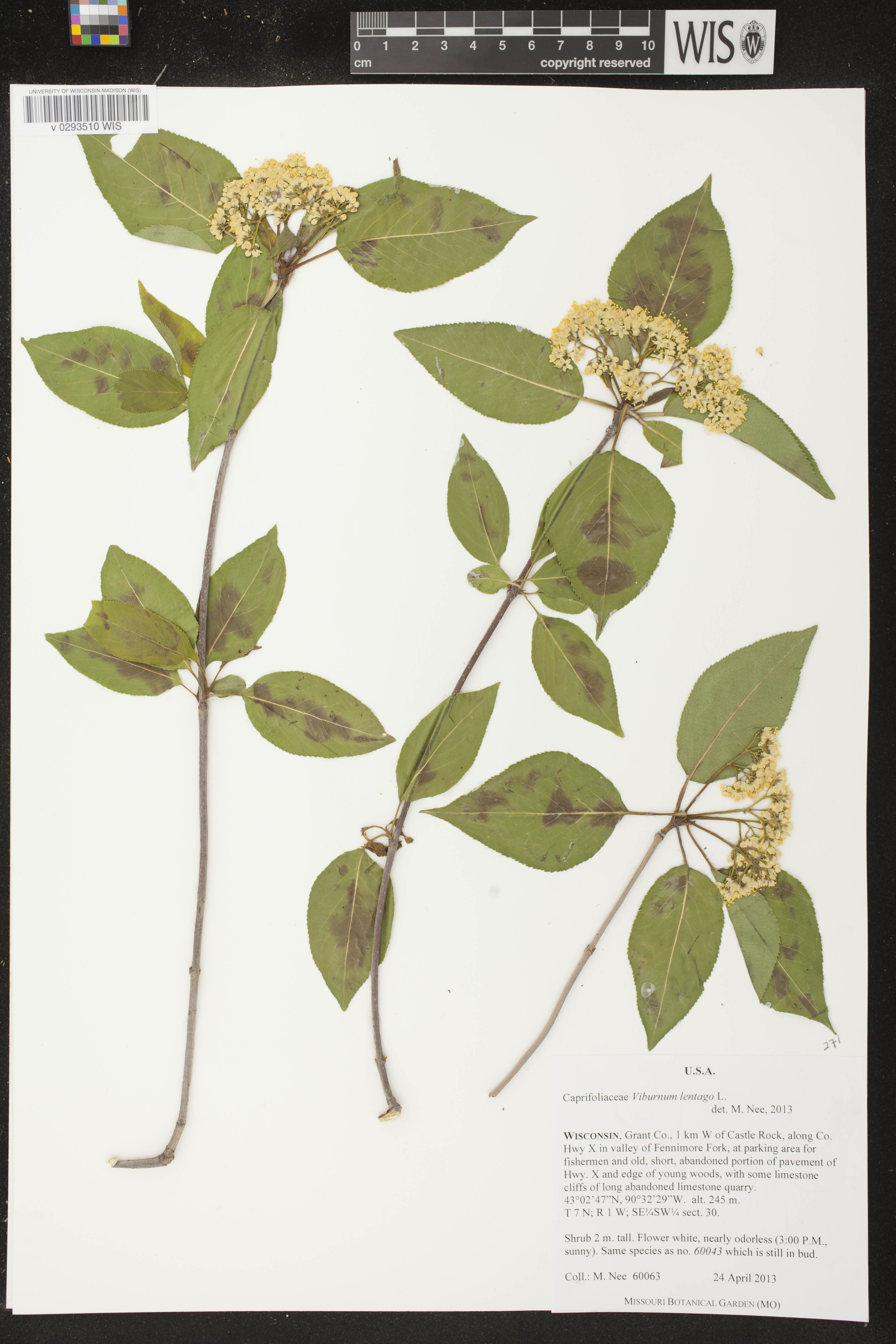 Viburnum lentago image