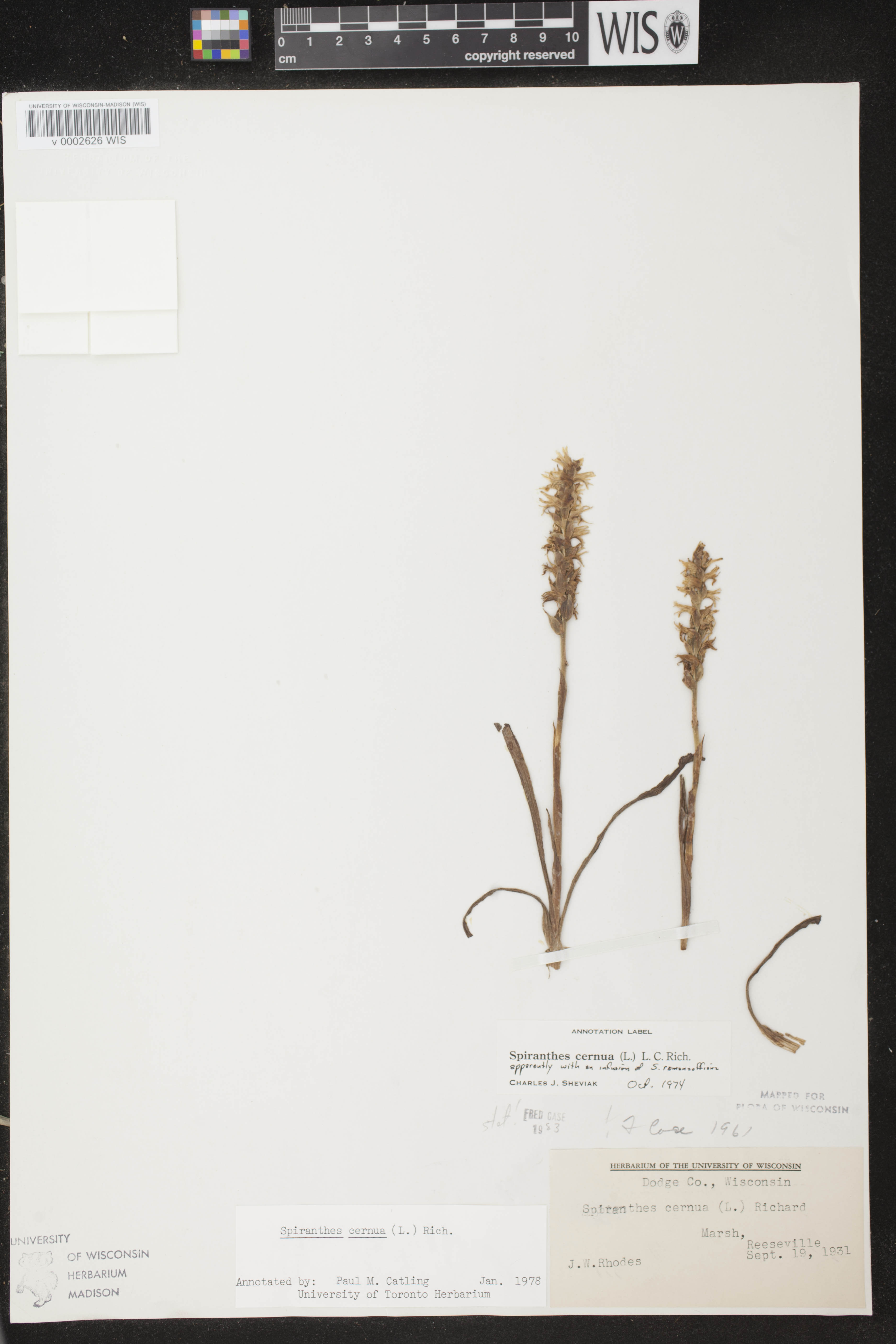 Spiranthes cernua image