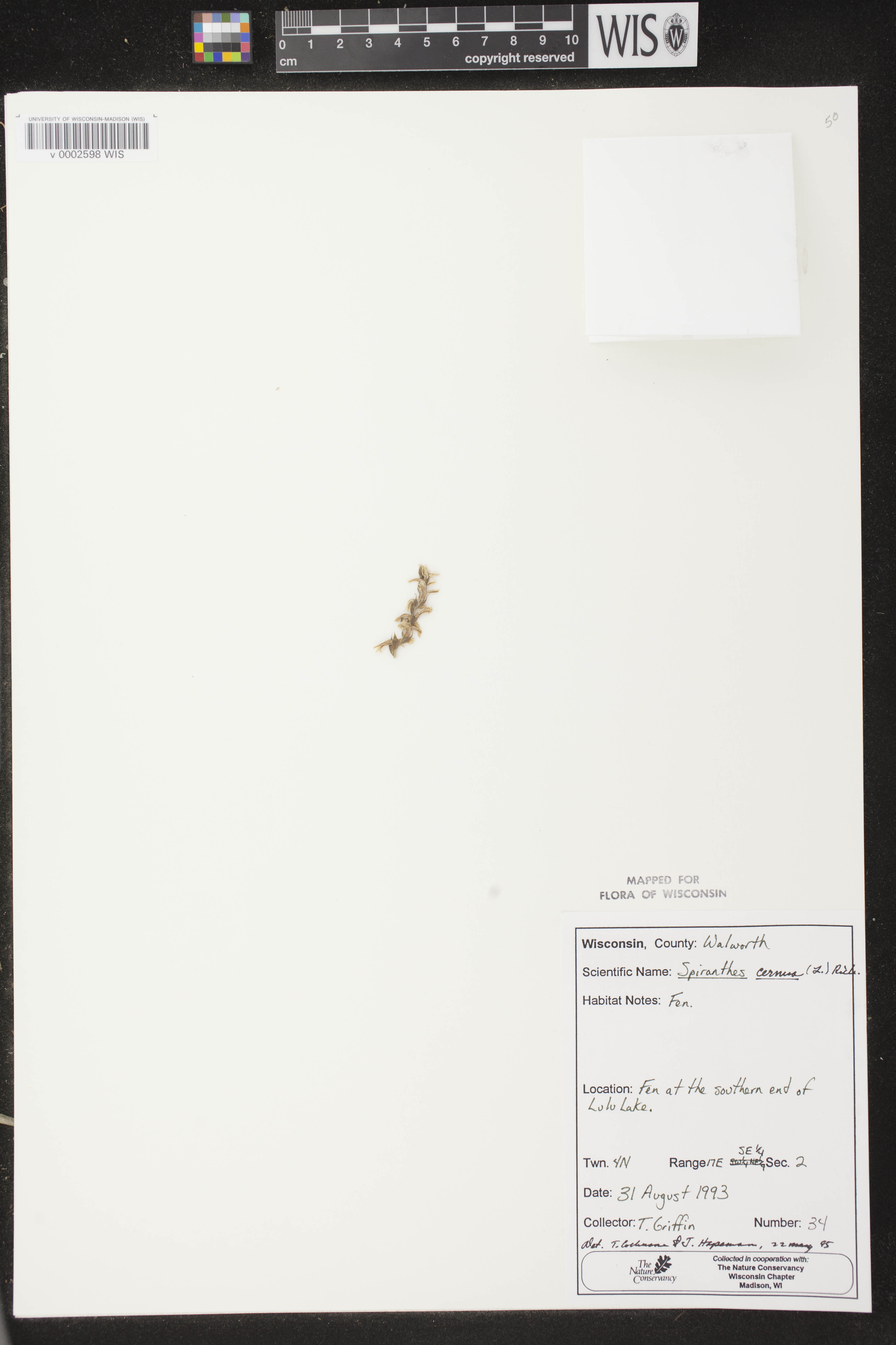 Spiranthes cernua image
