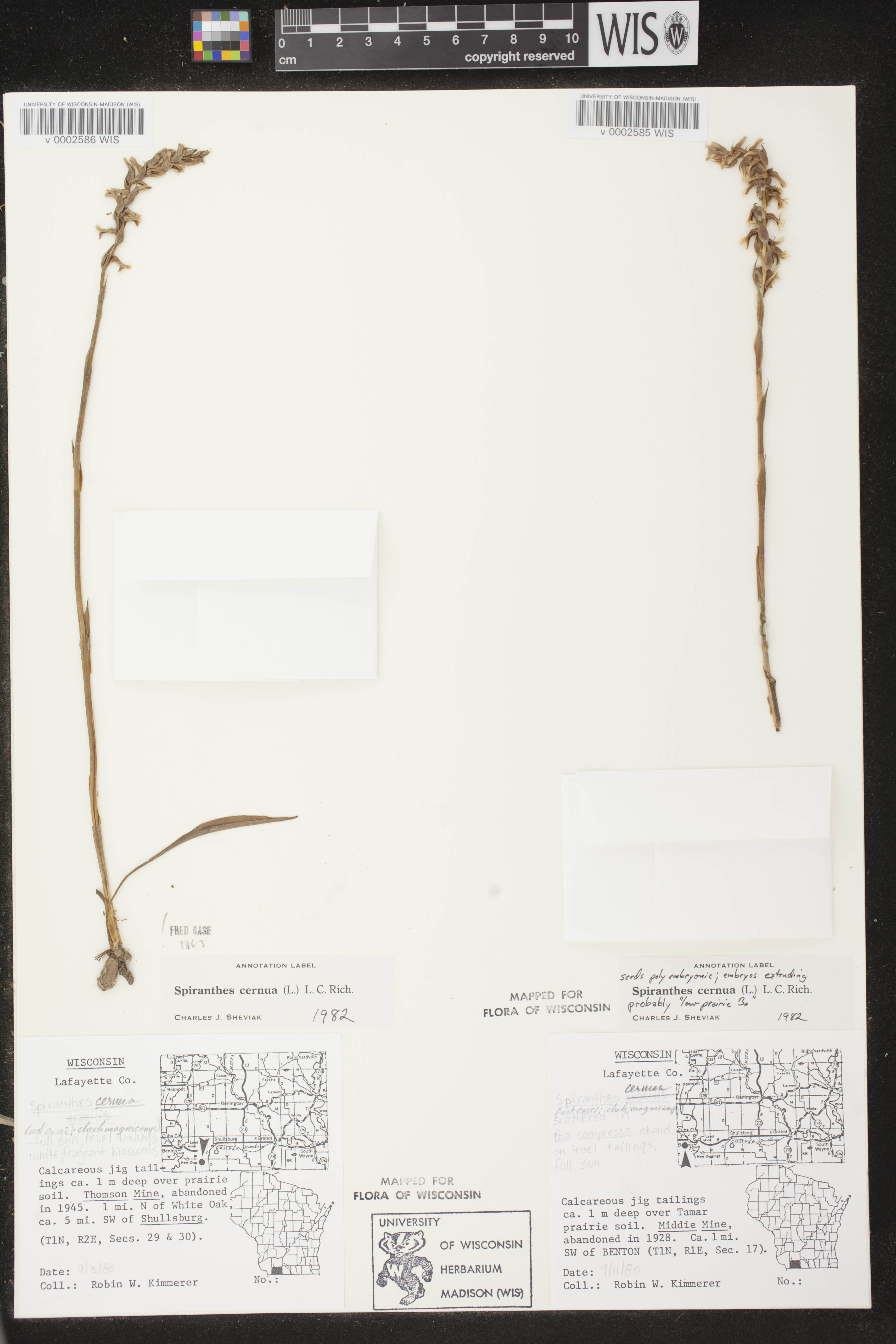 Spiranthes cernua image