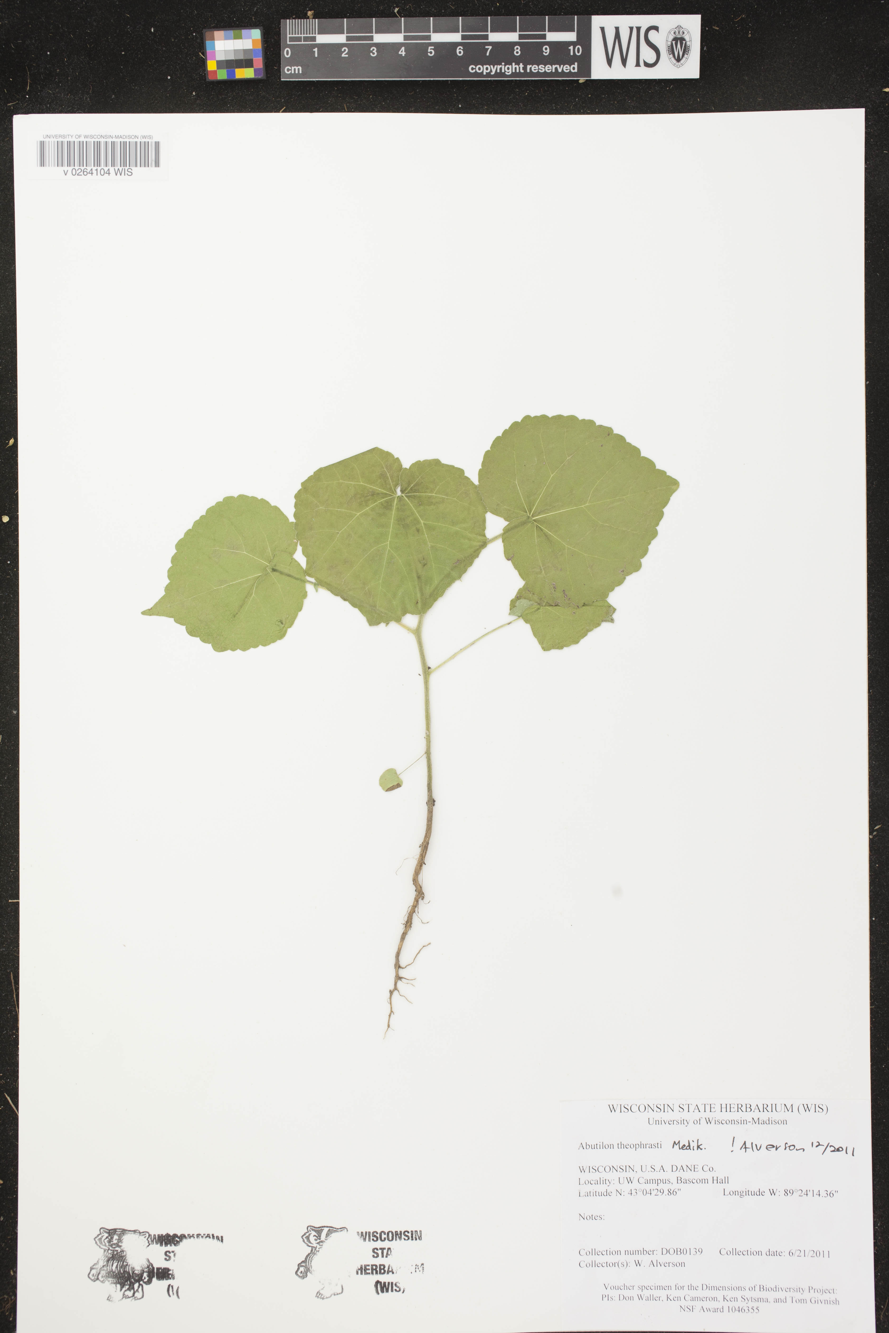 Abutilon theophrasti image