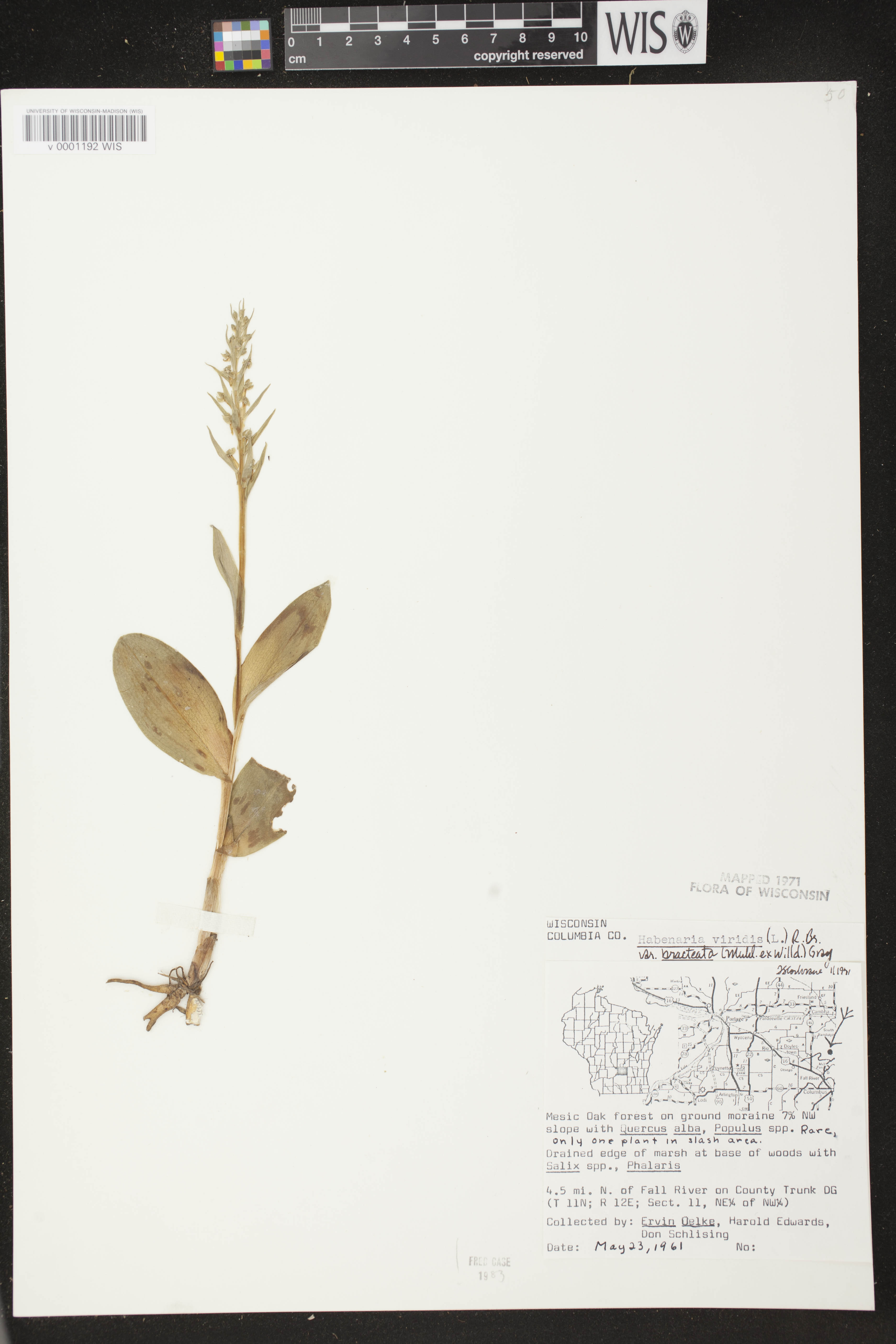 Coeloglossum viride var. virescens image