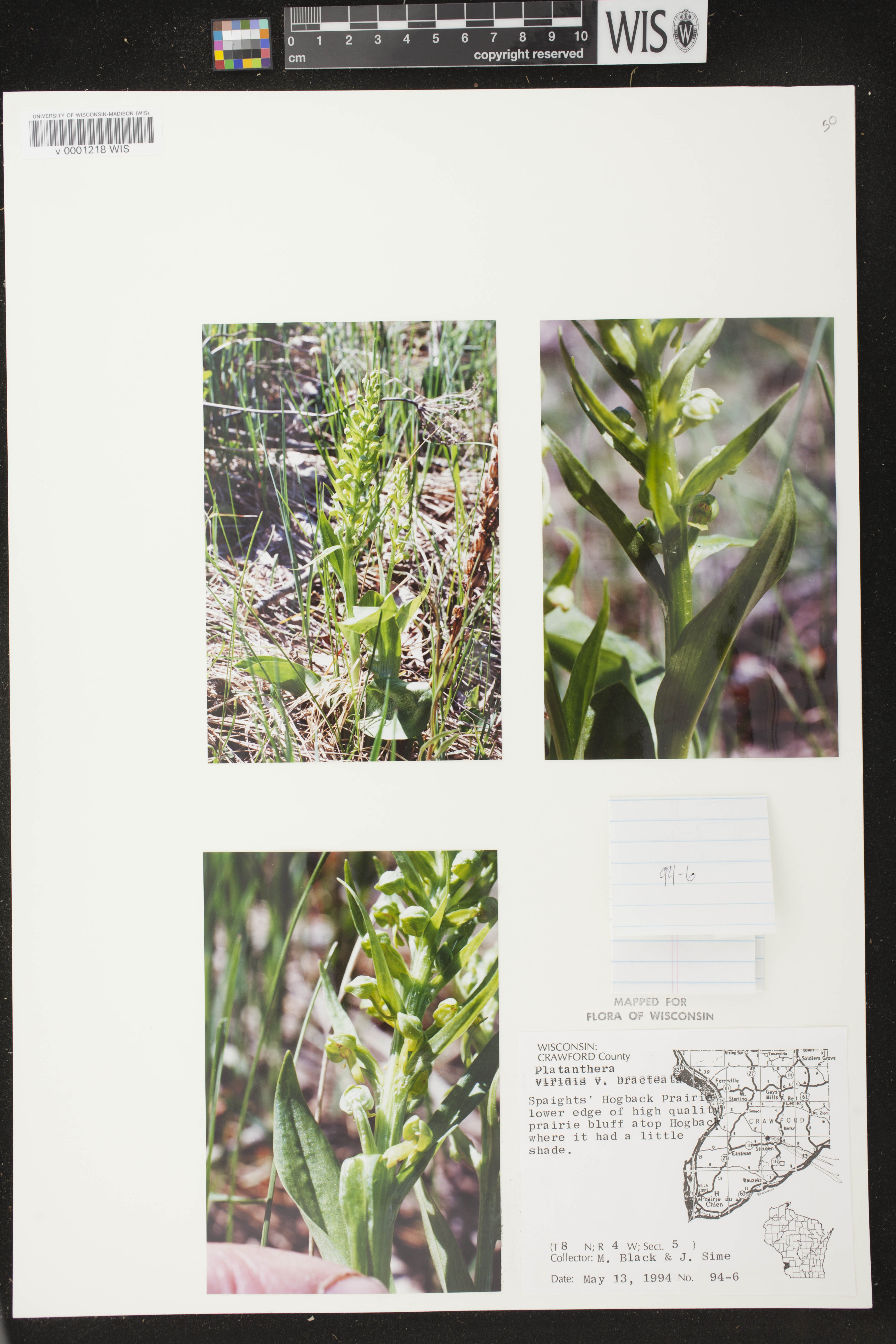 Coeloglossum viride var. virescens image