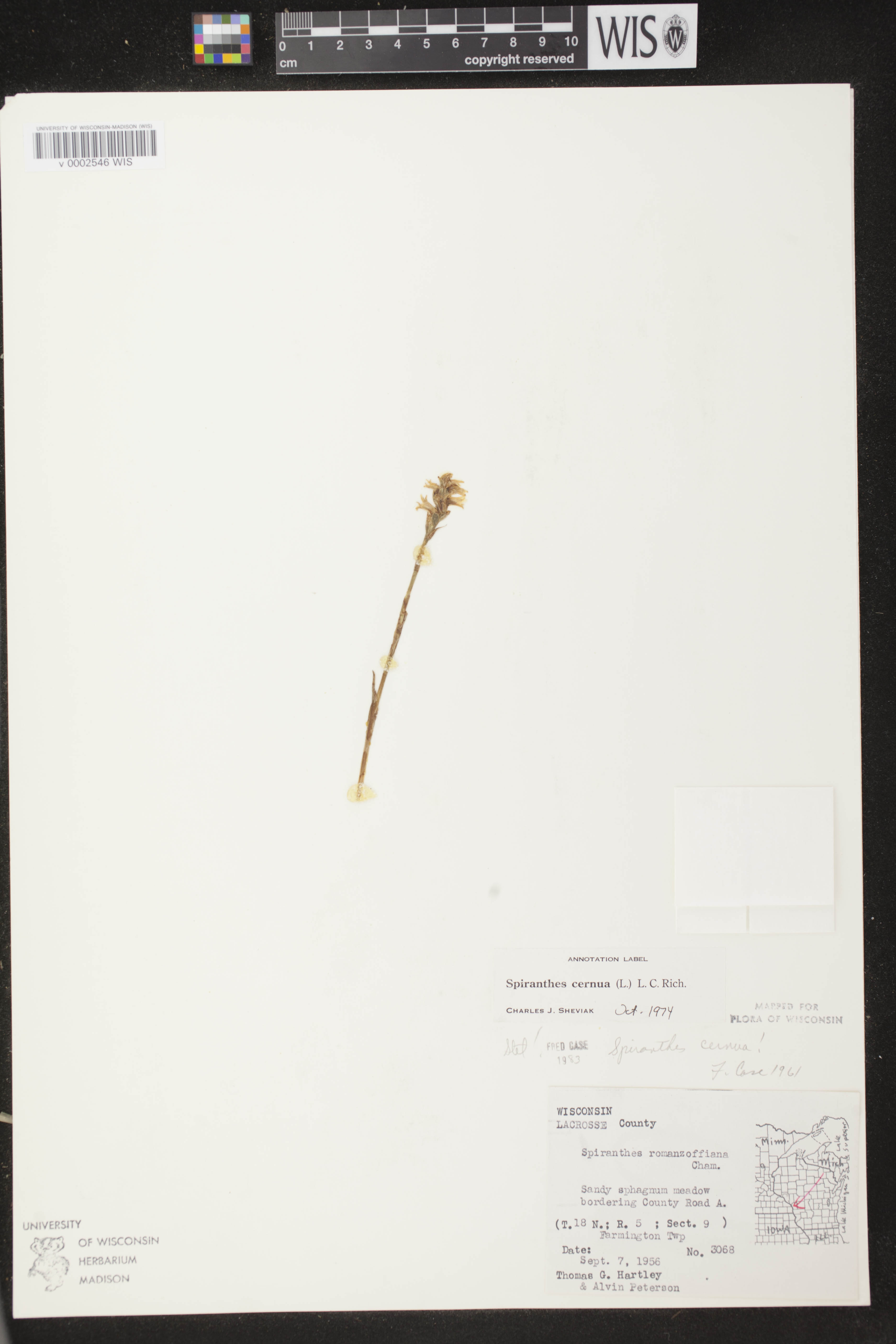 Spiranthes cernua image