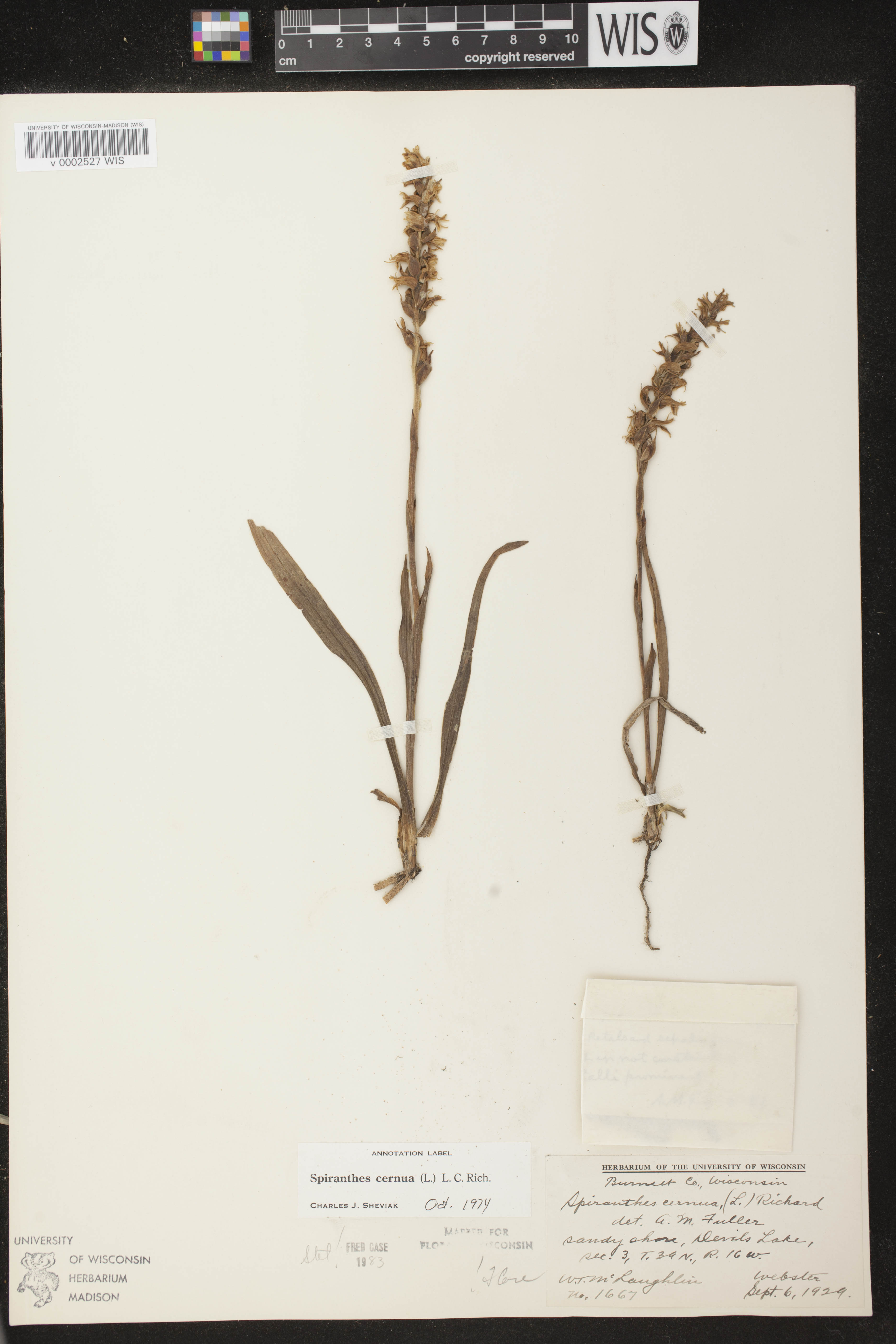 Spiranthes cernua image