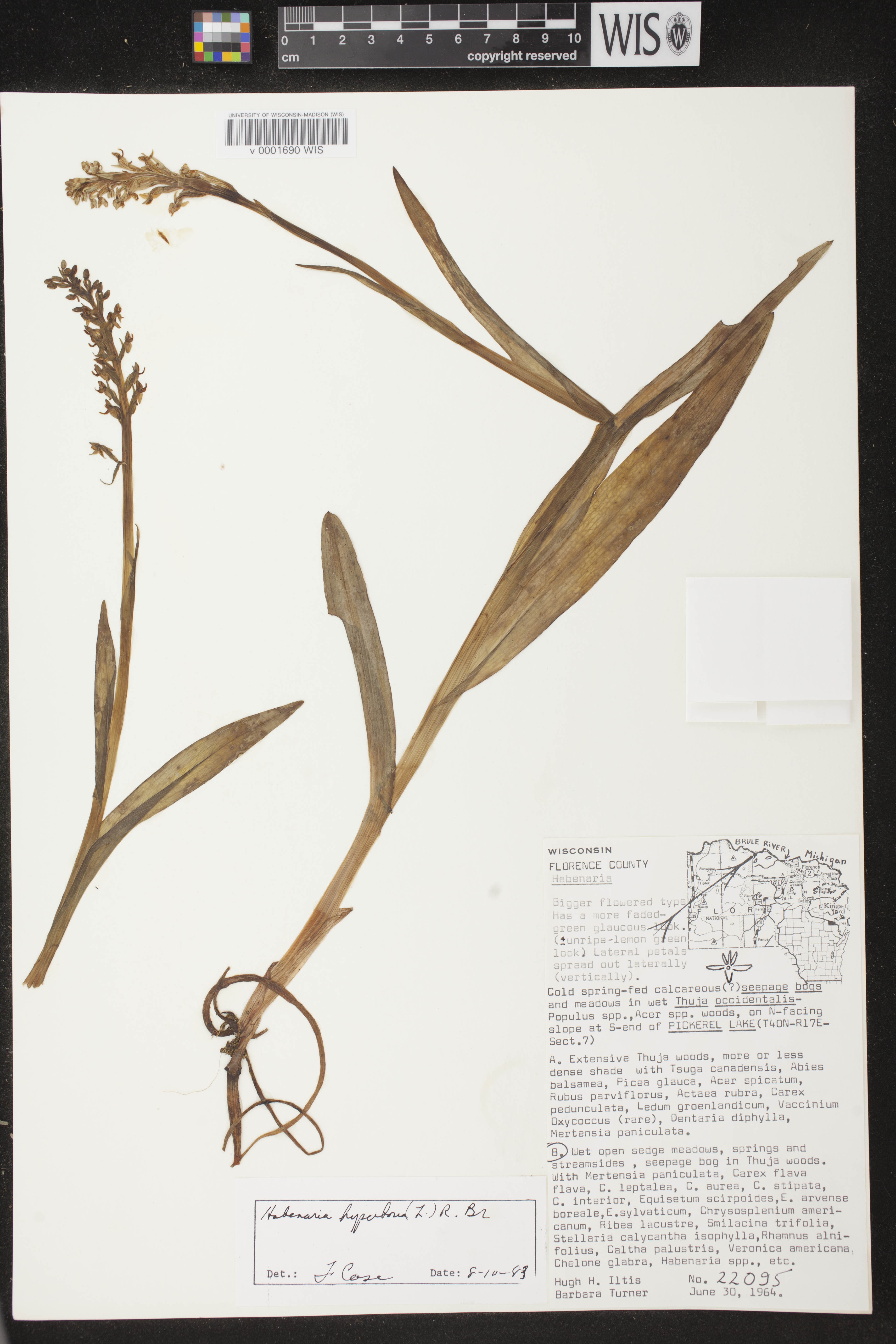 Platanthera huronensis image