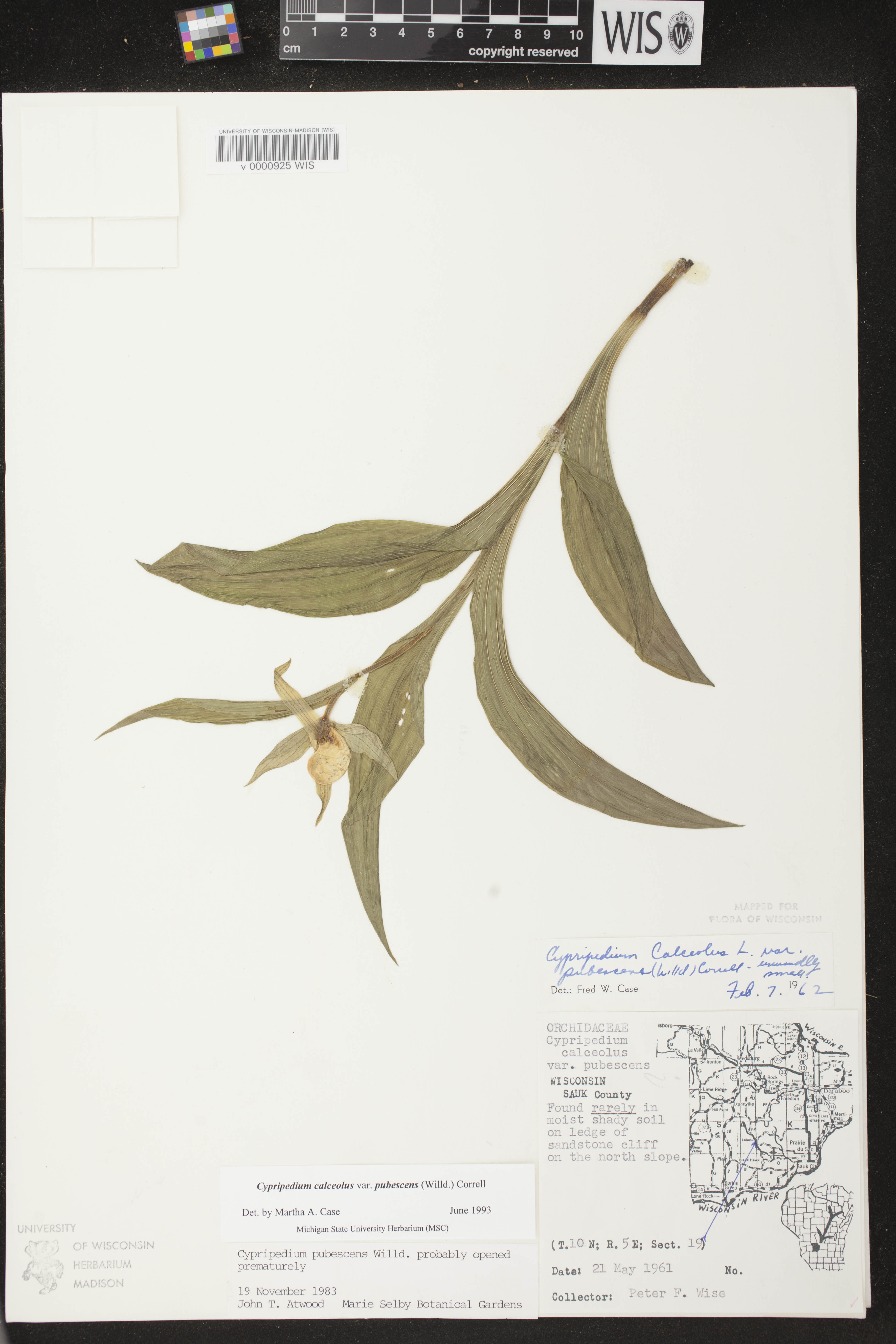 Cypripedium parviflorum var. pubescens image