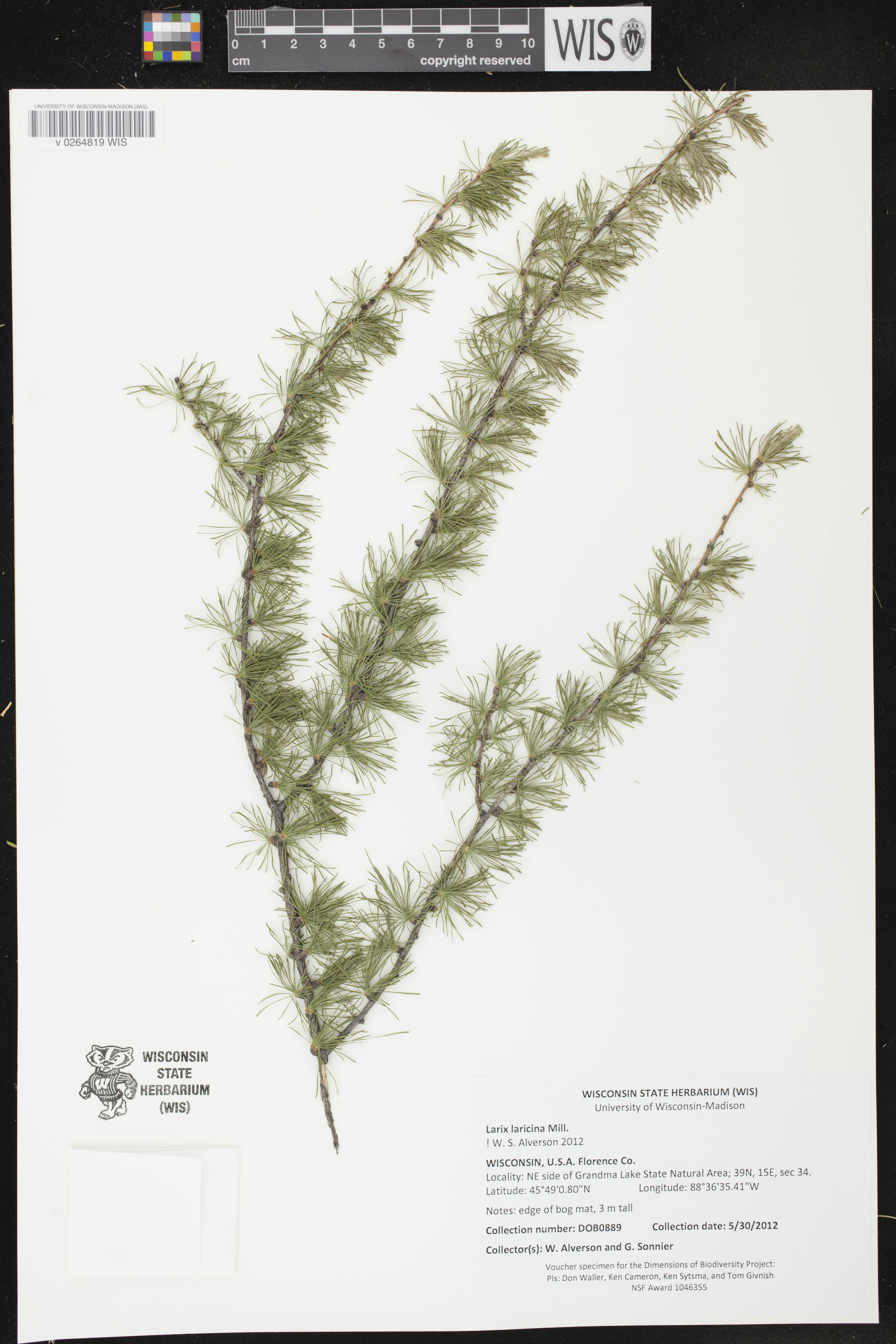 Larix laricina image