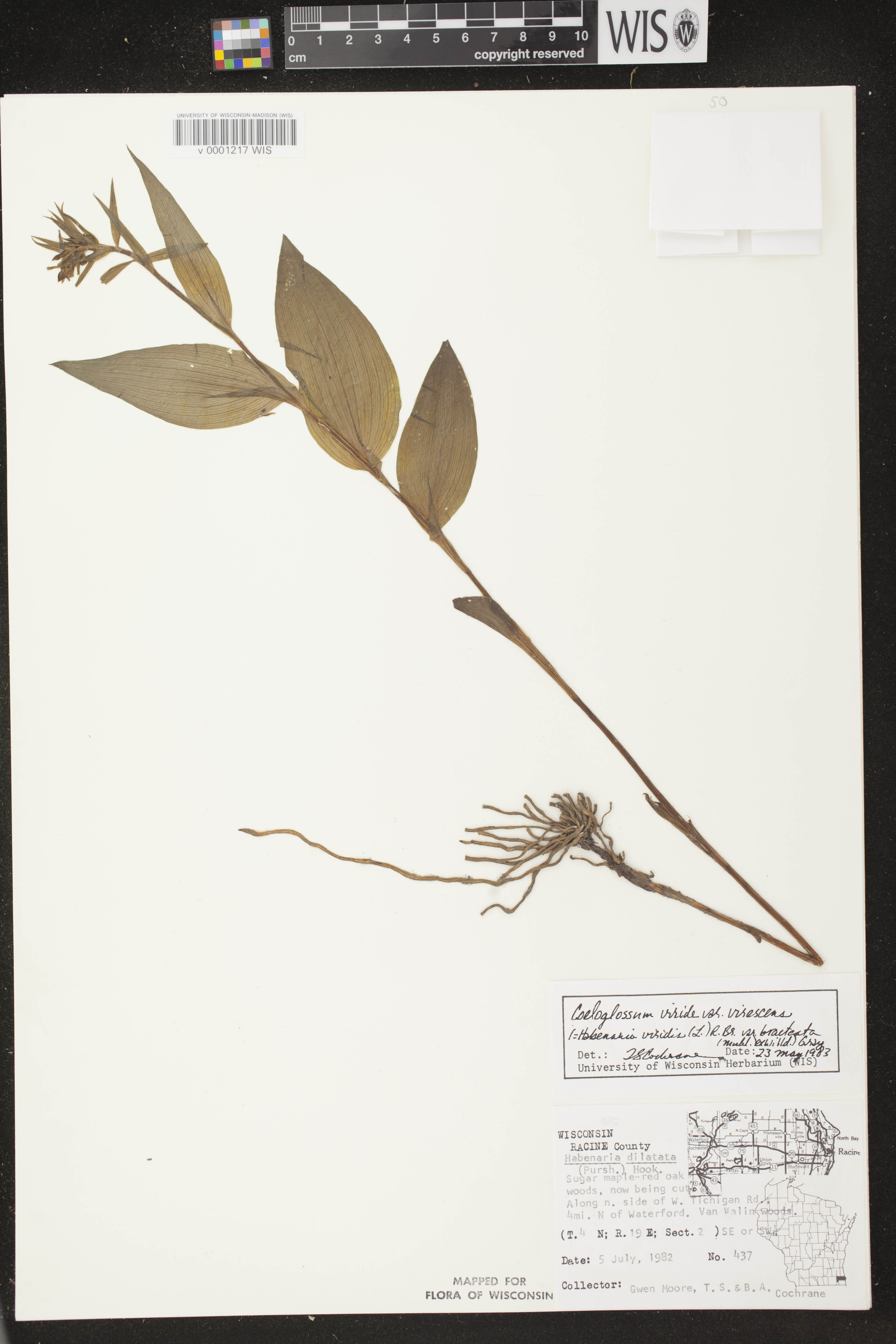 Coeloglossum viride var. virescens image