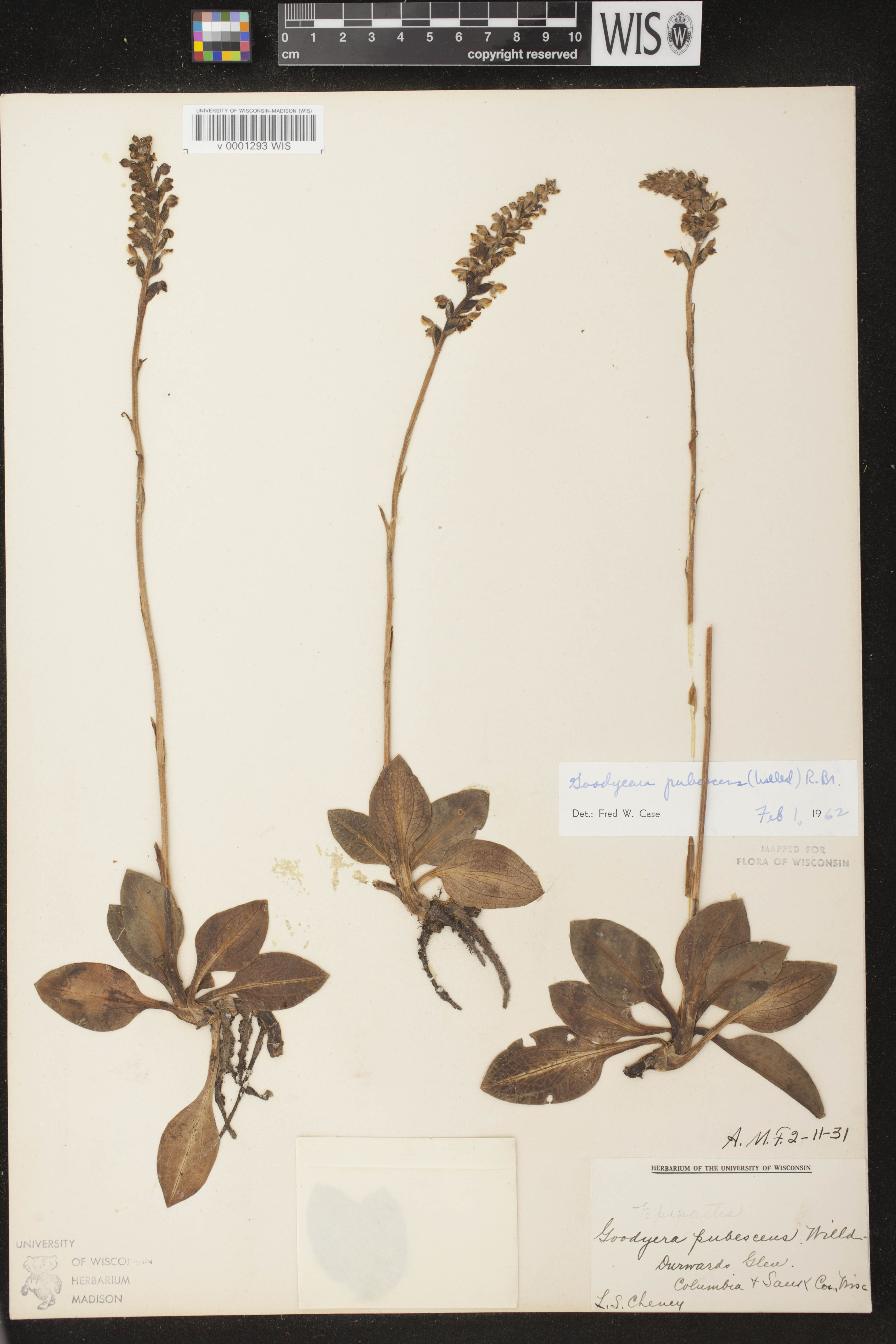 Goodyera pubescens image