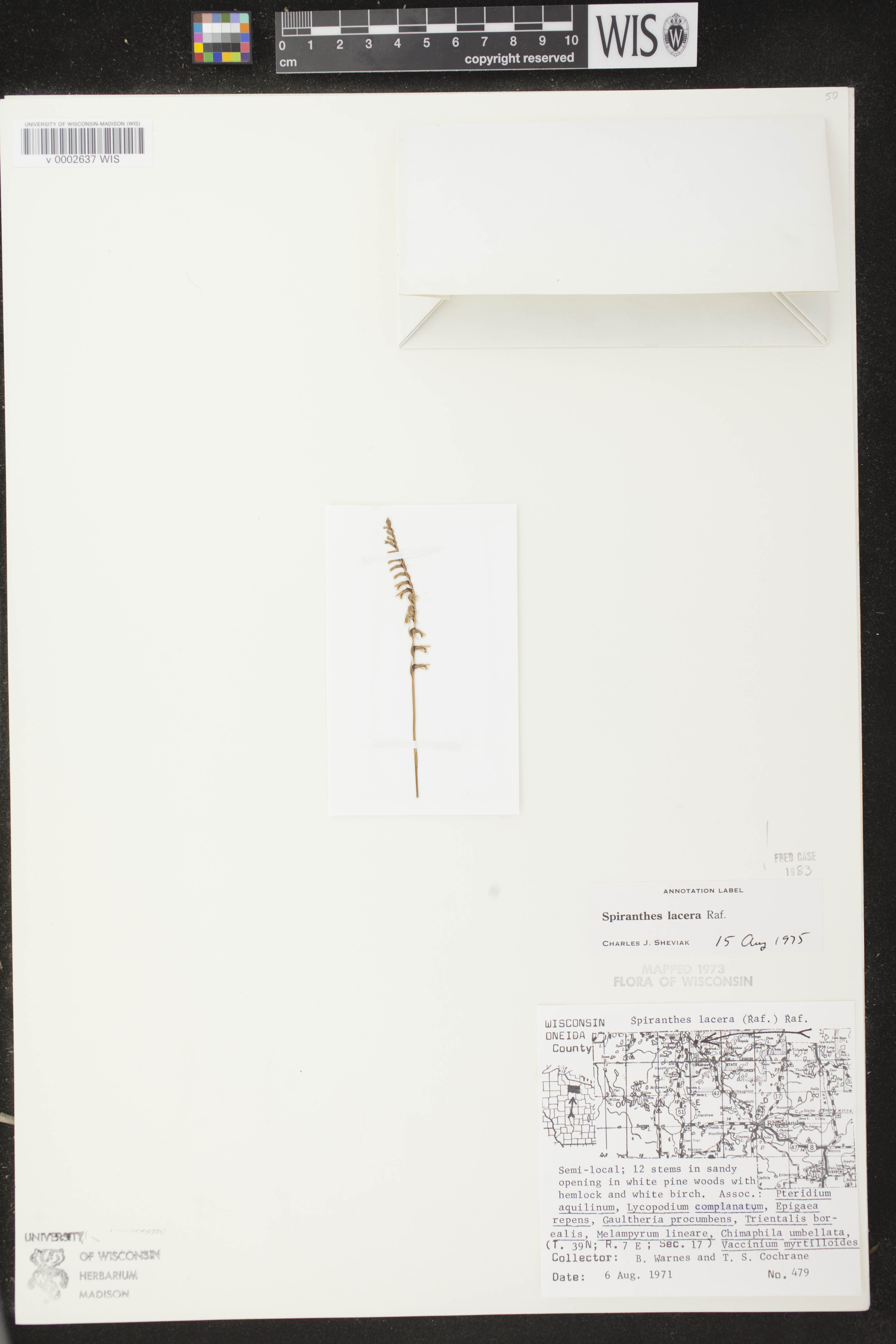 Spiranthes lacera var. lacera image