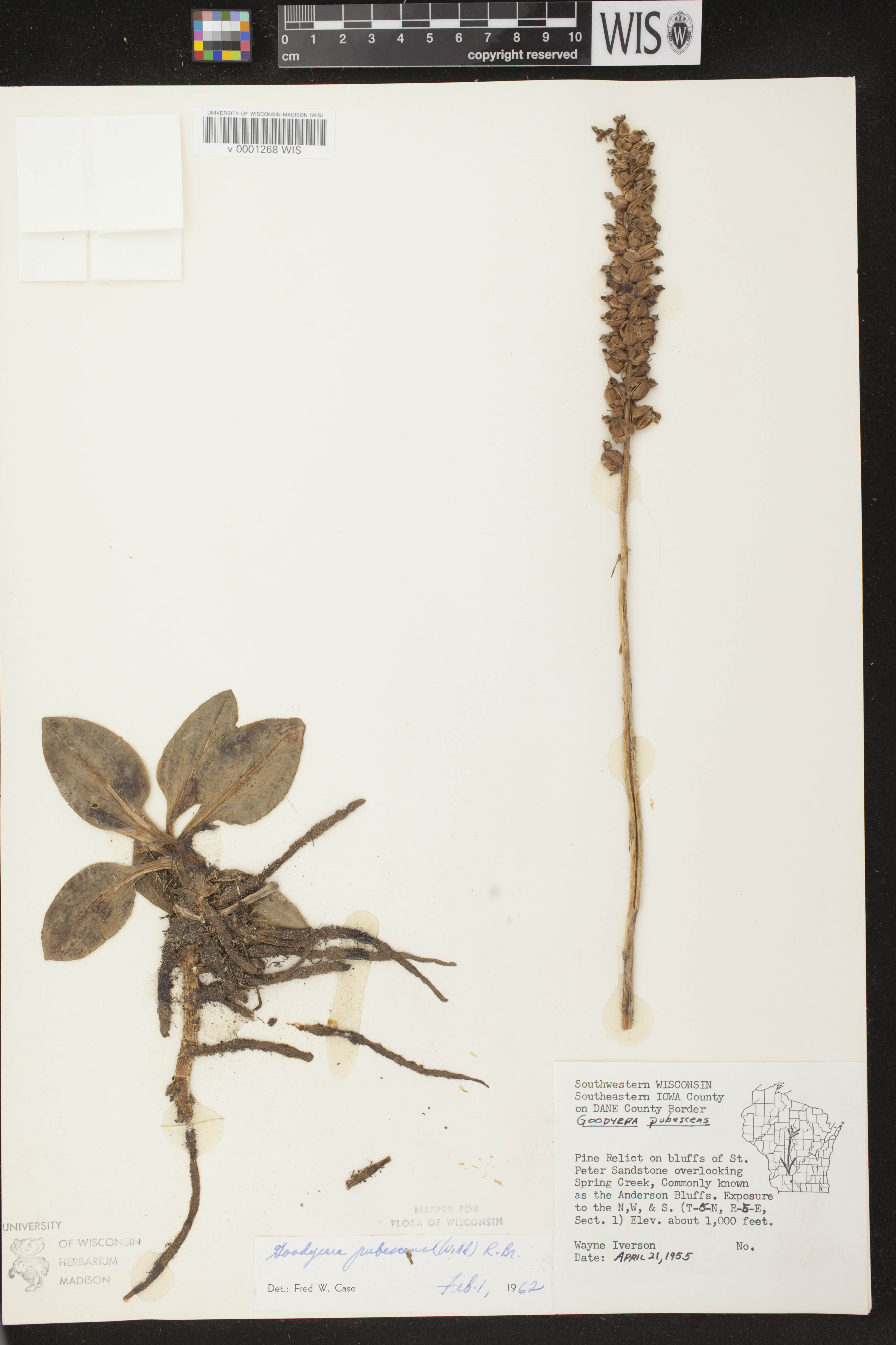 Goodyera pubescens image
