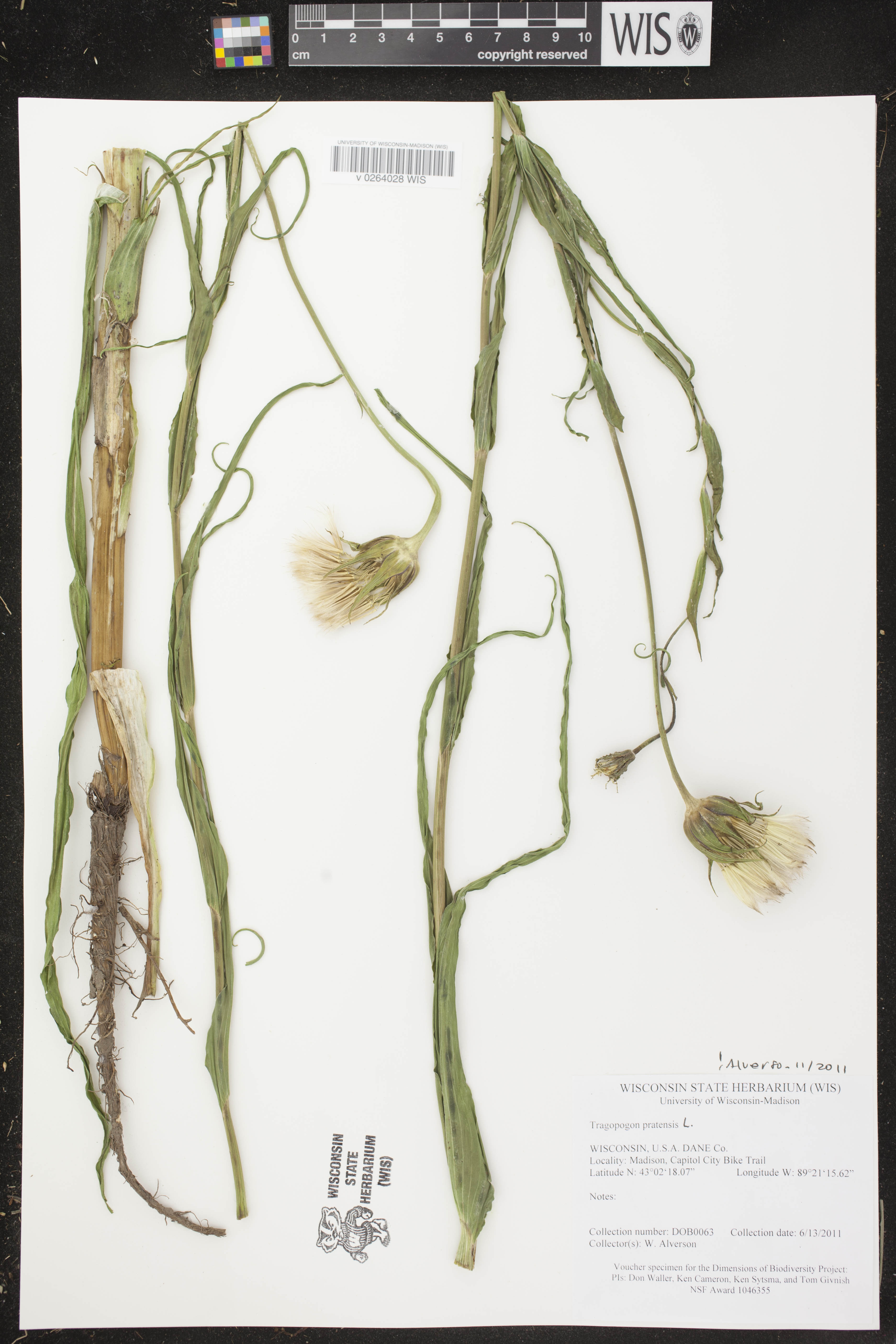 Tragopogon pratensis image