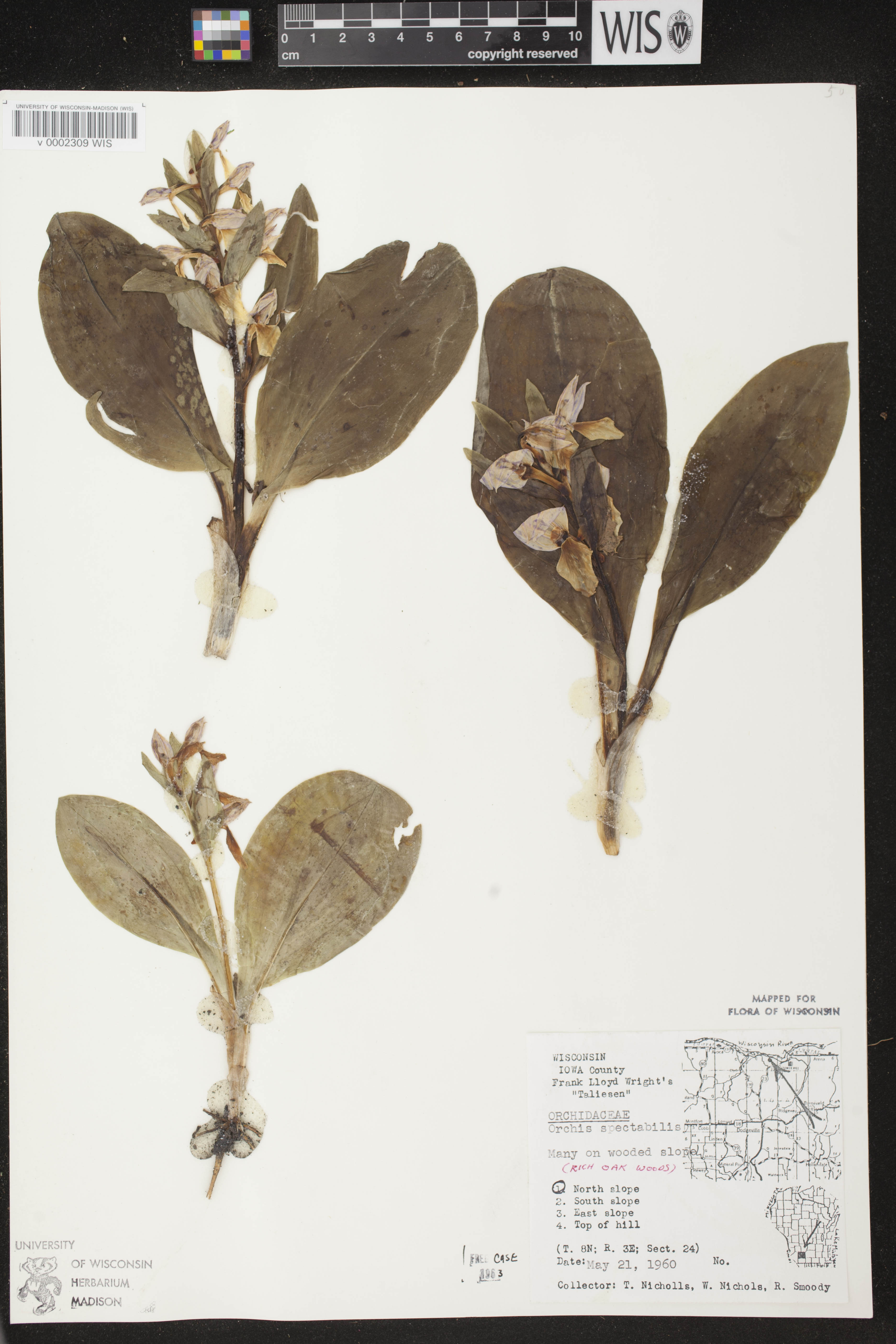 Galearis spectabilis image