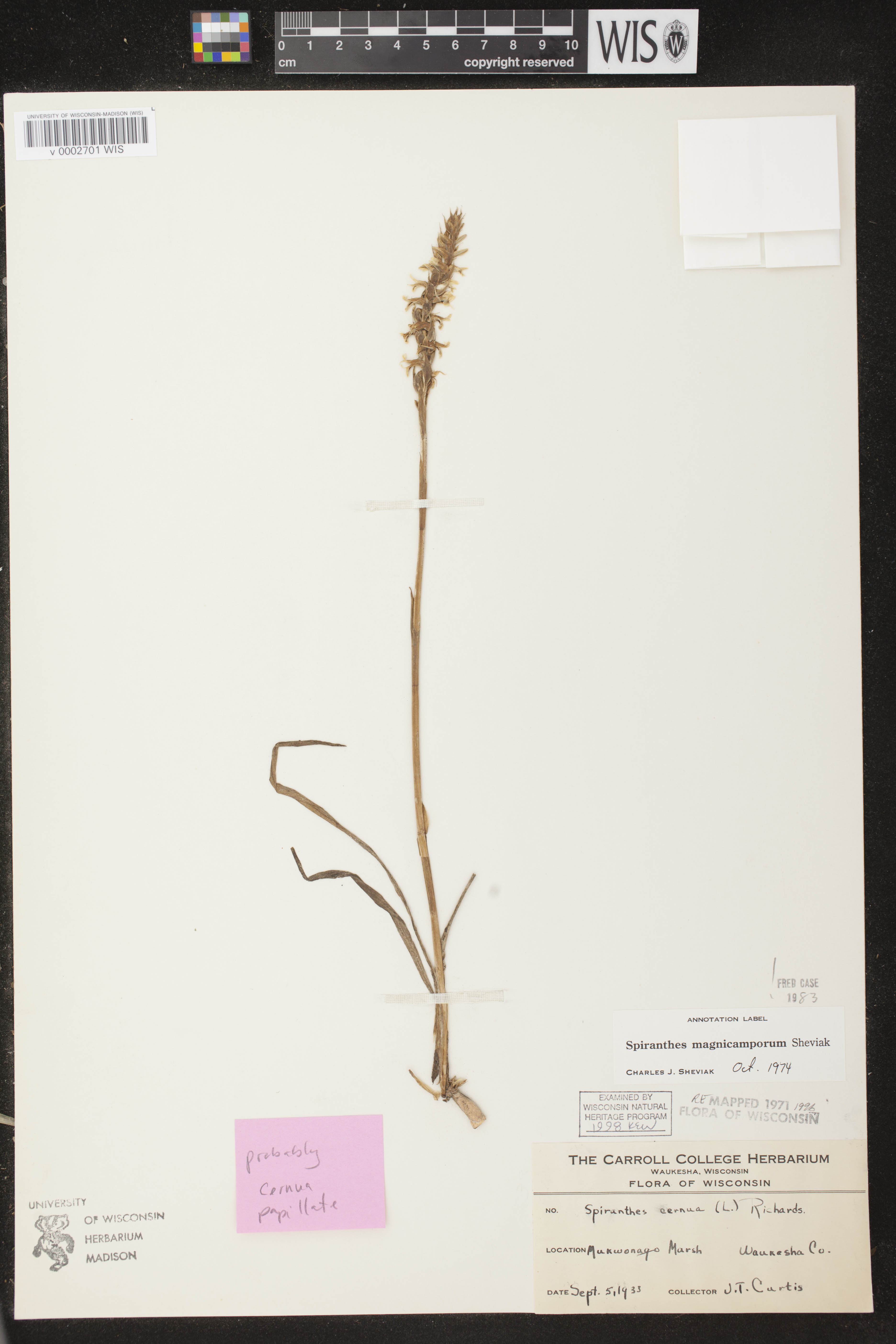 Spiranthes magnicamporum image