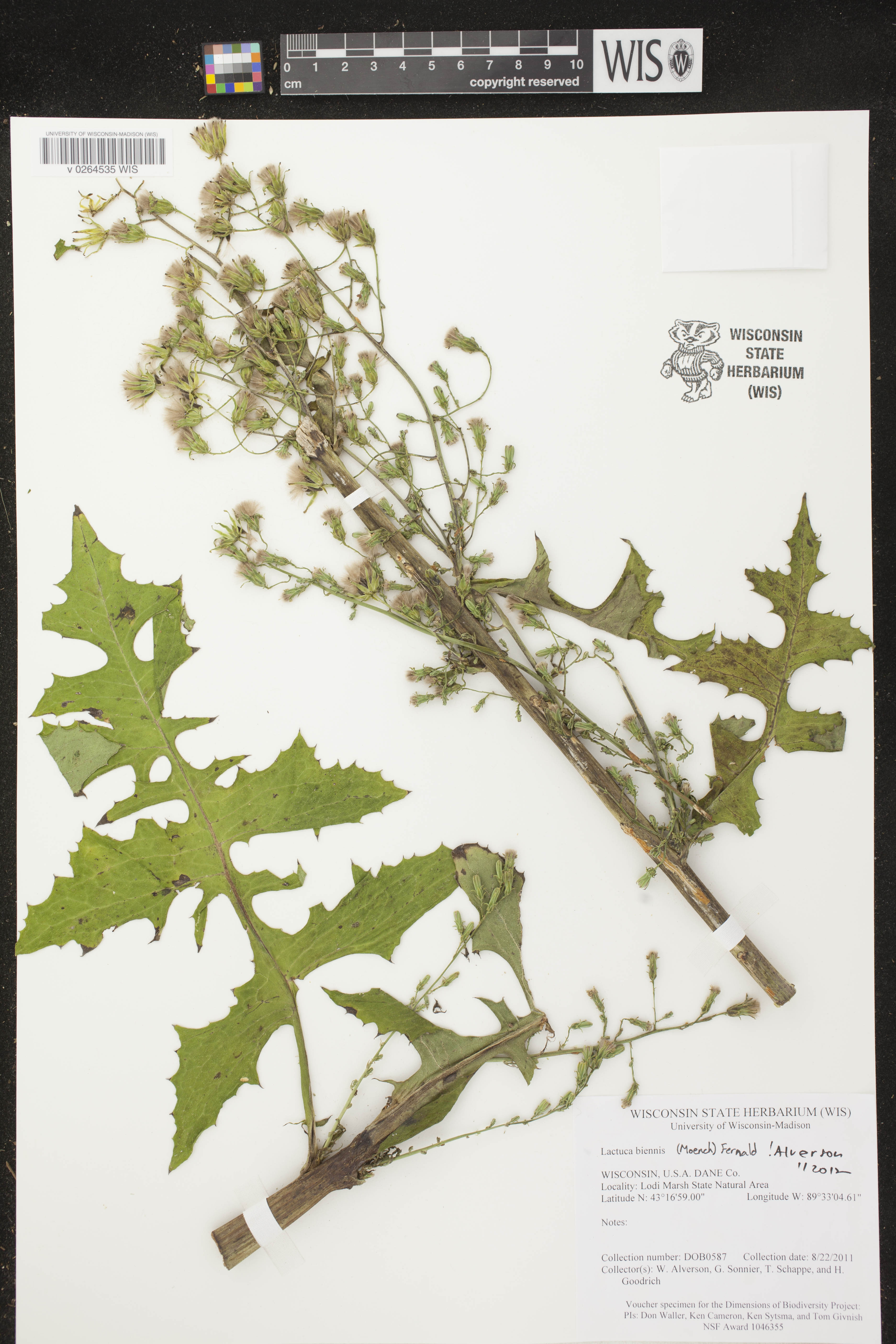 Lactuca biennis image