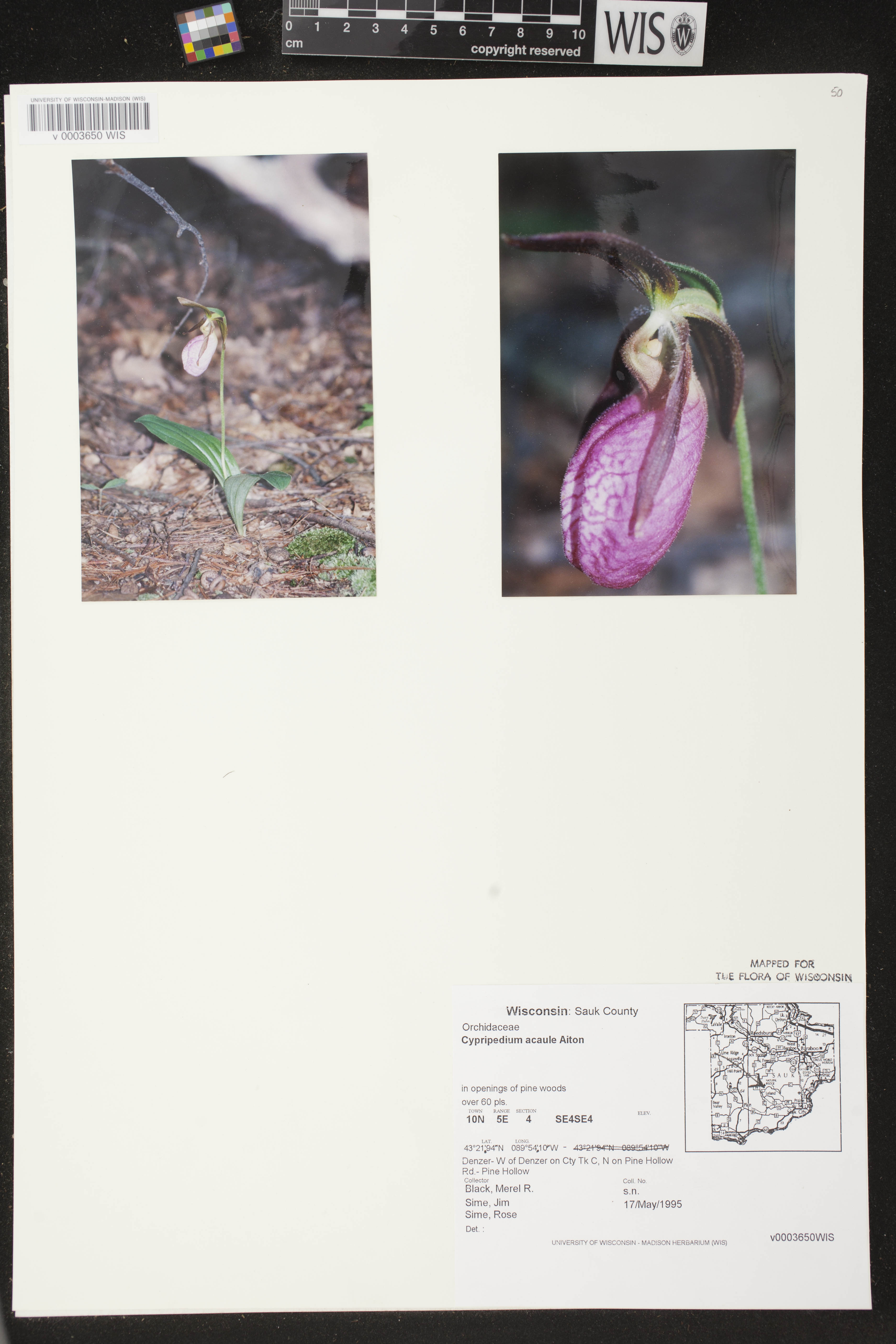 Cypripedium acaule image