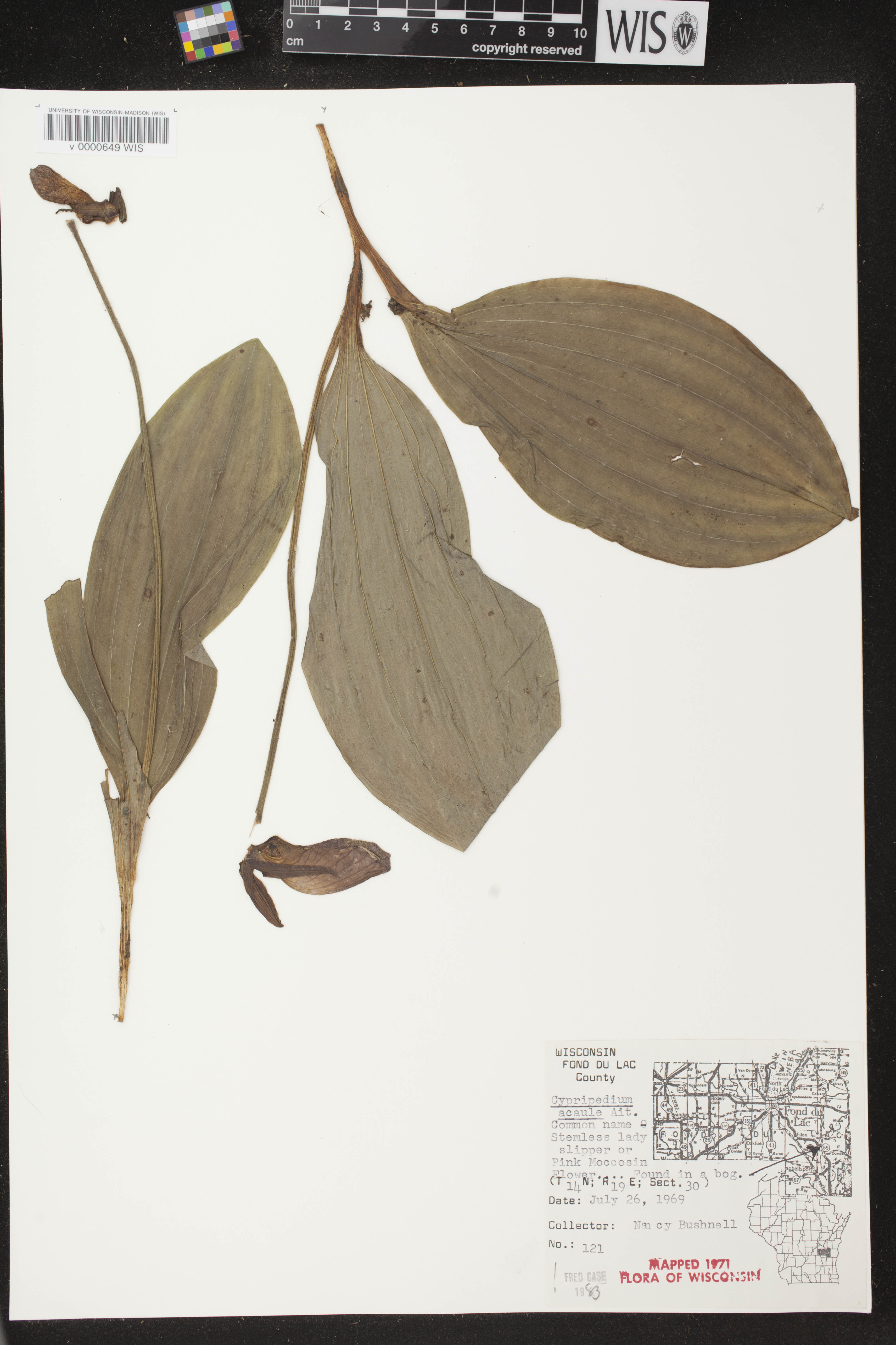 Cypripedium acaule image