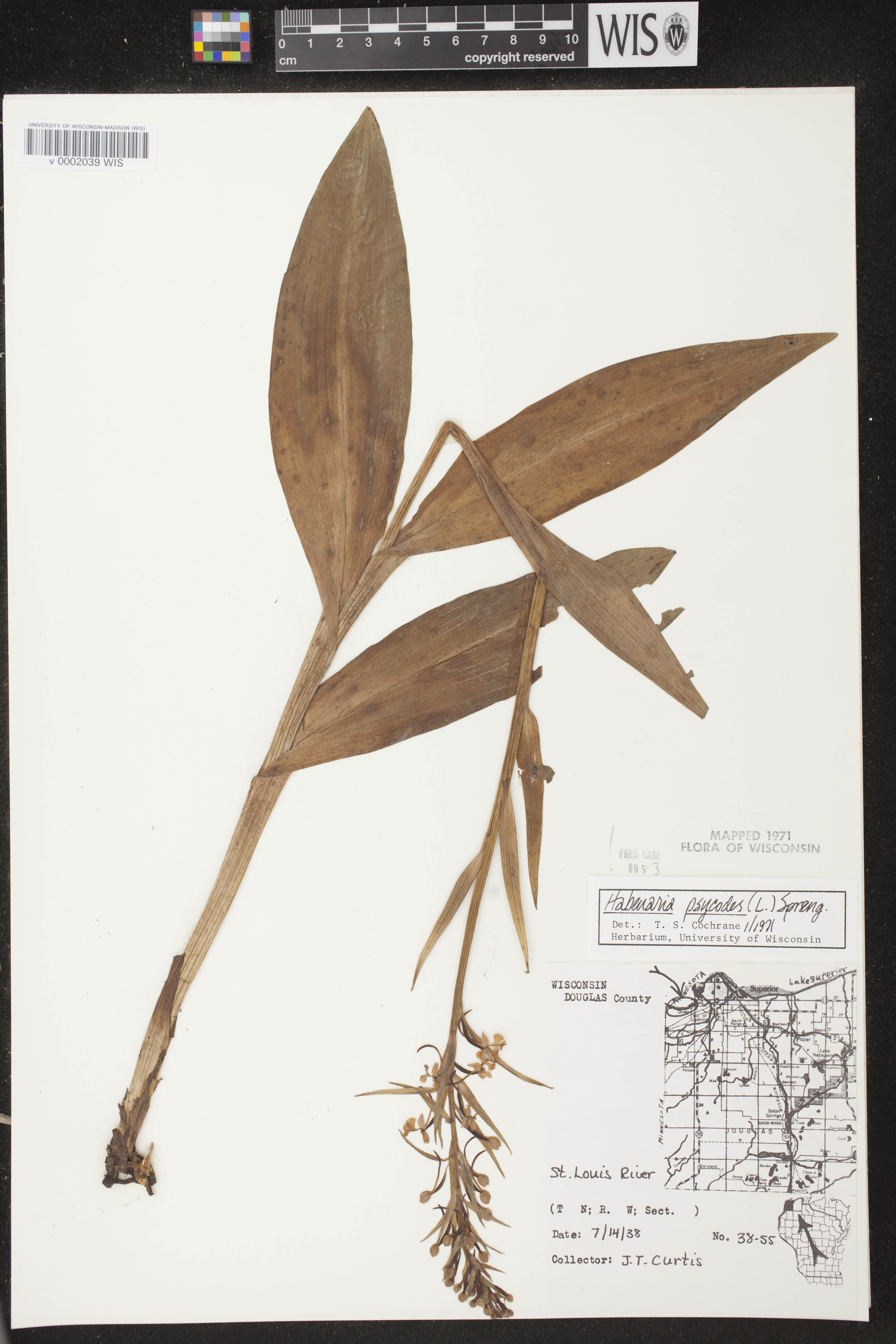 Platanthera psycodes image